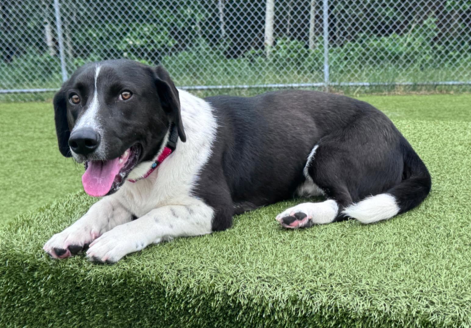 Reuben, a ADOPTABLE mixed breed in Hackensack, MN image 6/6
