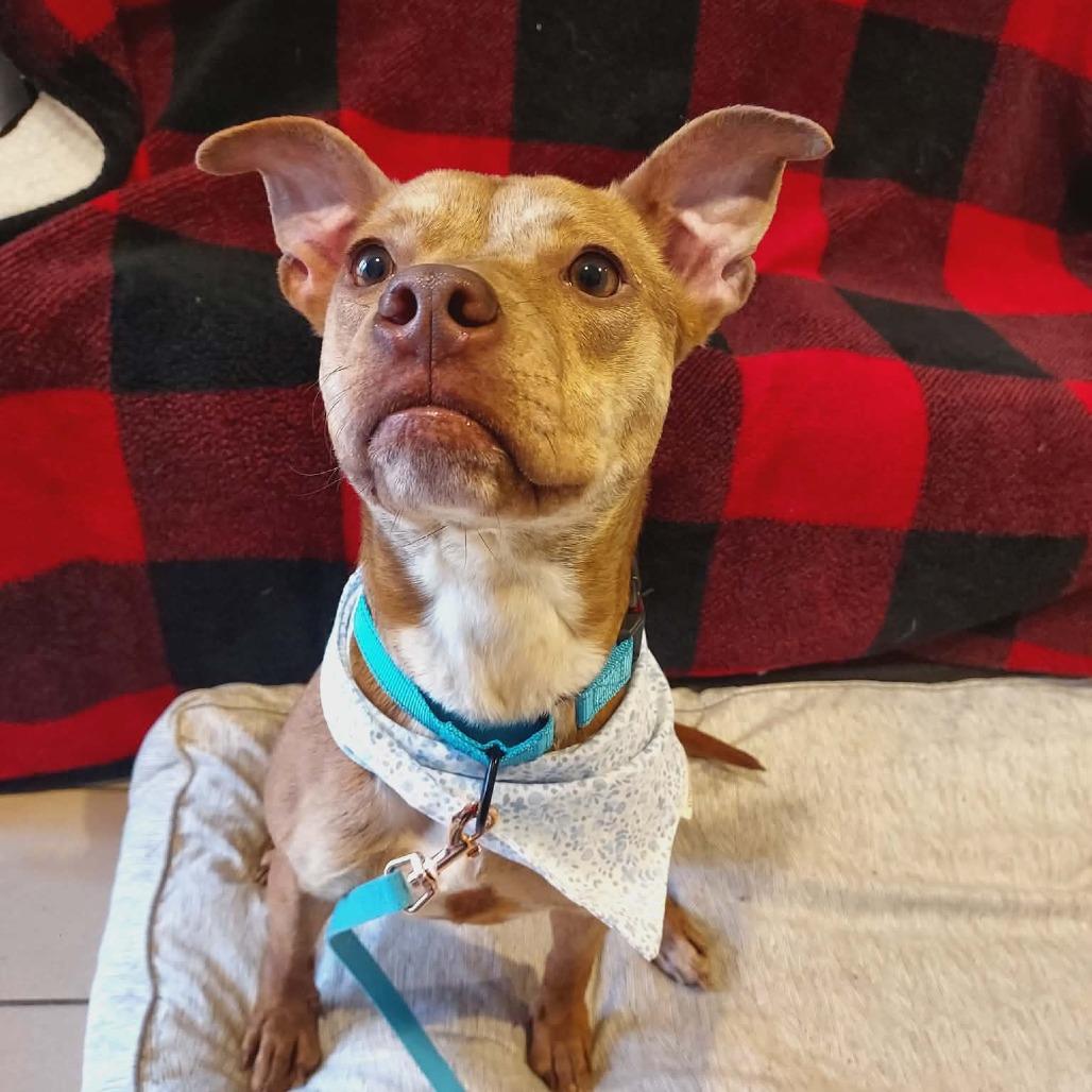 Celeste, Adoptable, Adult Female Mixed Breed.