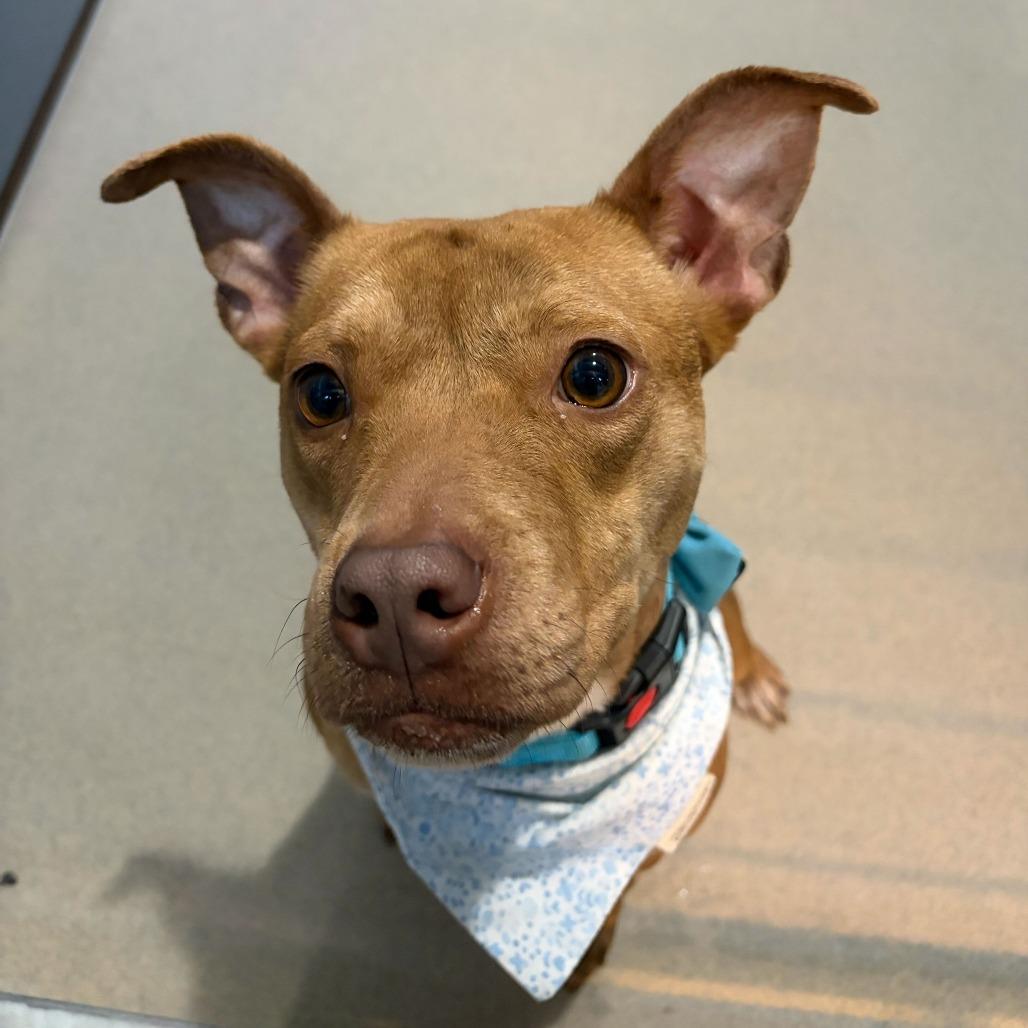 Enlarge Celeste, a Adoptable Mixed Breed in Fredericksburg, VA image 2/6