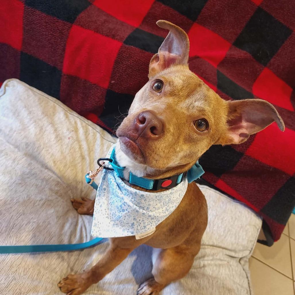 Enlarge Celeste, a Adoptable Mixed Breed in Fredericksburg, VA image 3/6