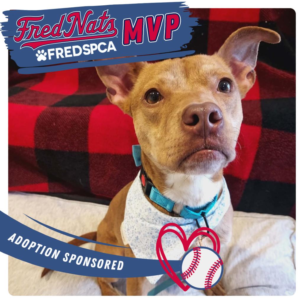 Enlarge Celeste, a Adoptable Mixed Breed in Fredericksburg, VA image 5/6