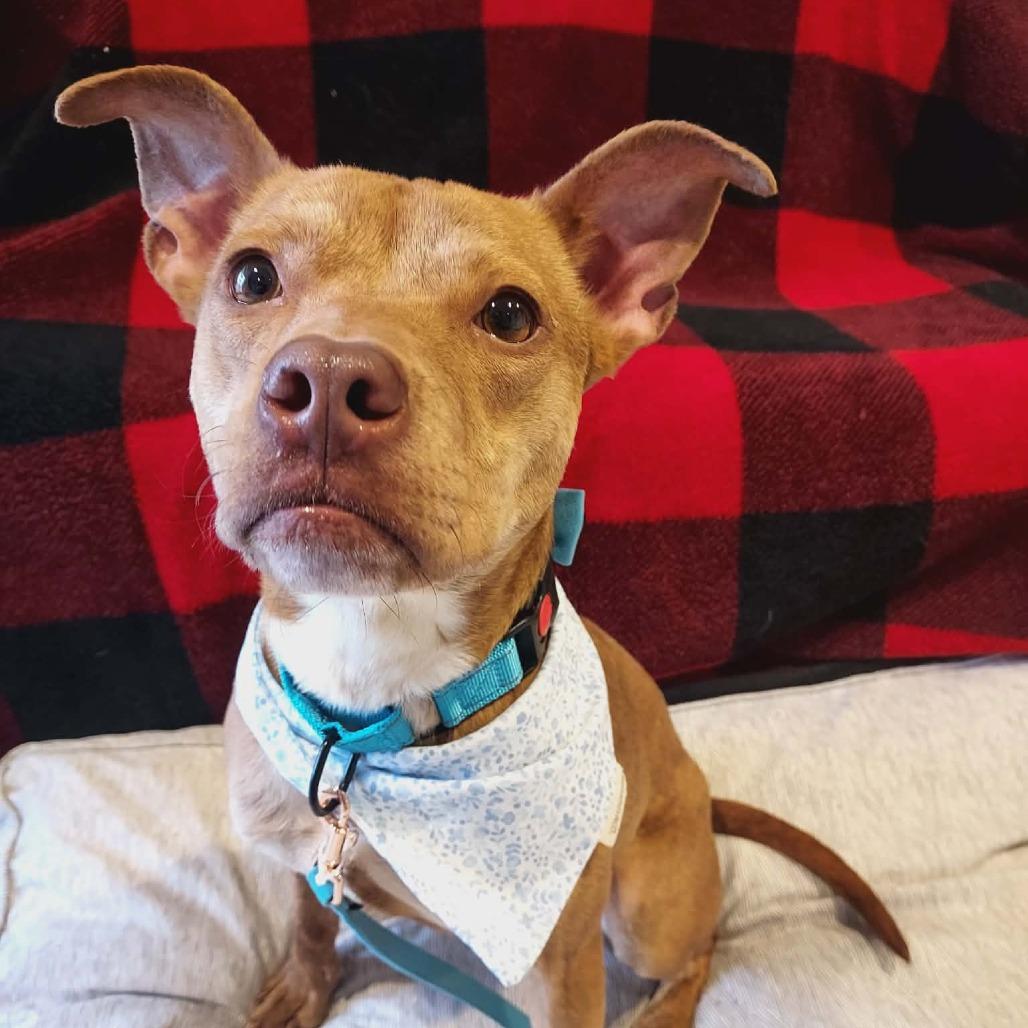 Enlarge Celeste, a Adoptable Mixed Breed in Fredericksburg, VA image 6/6