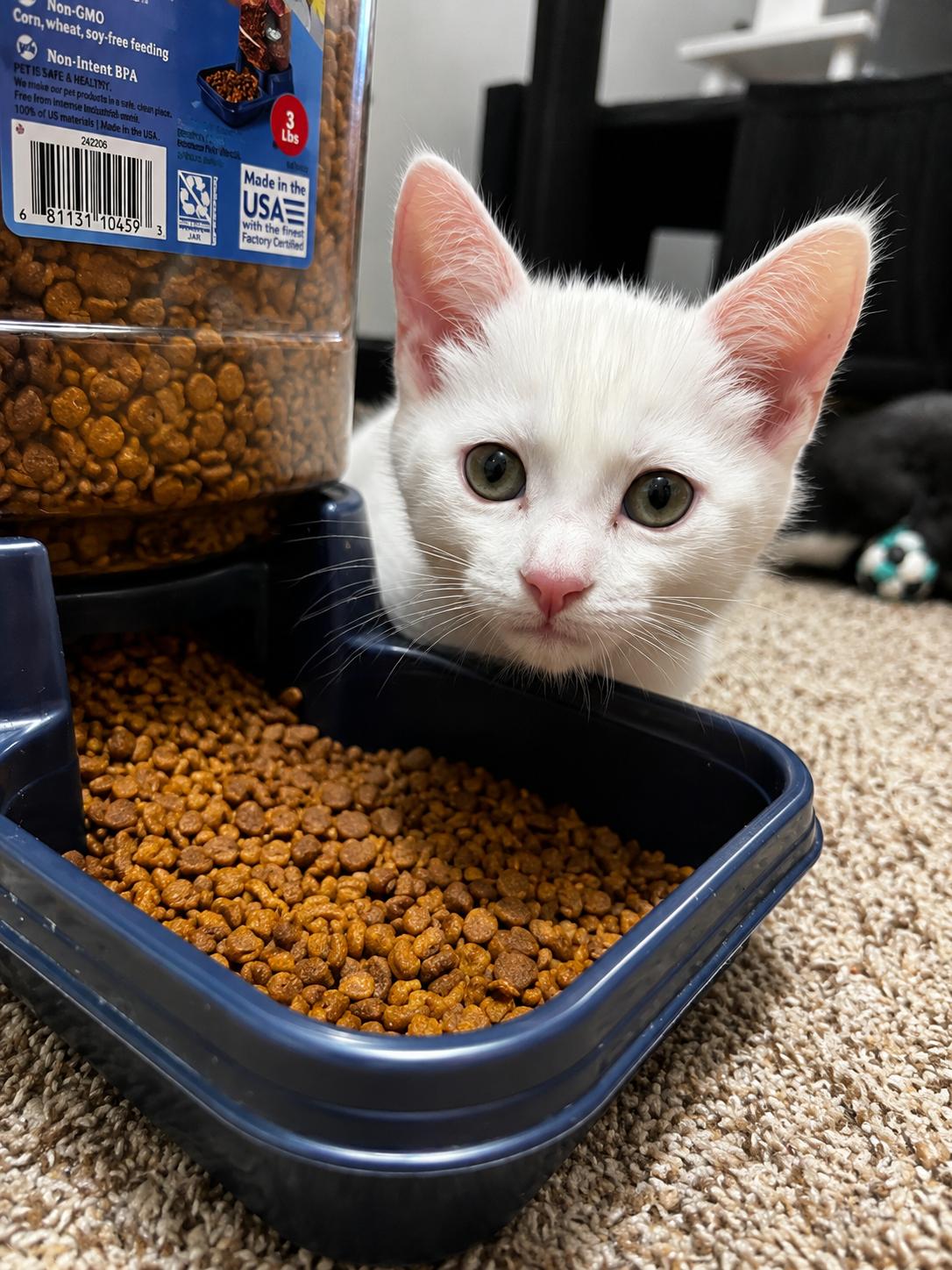 Lowe, Adoptable, Kitten Male Domestic Short Hair.