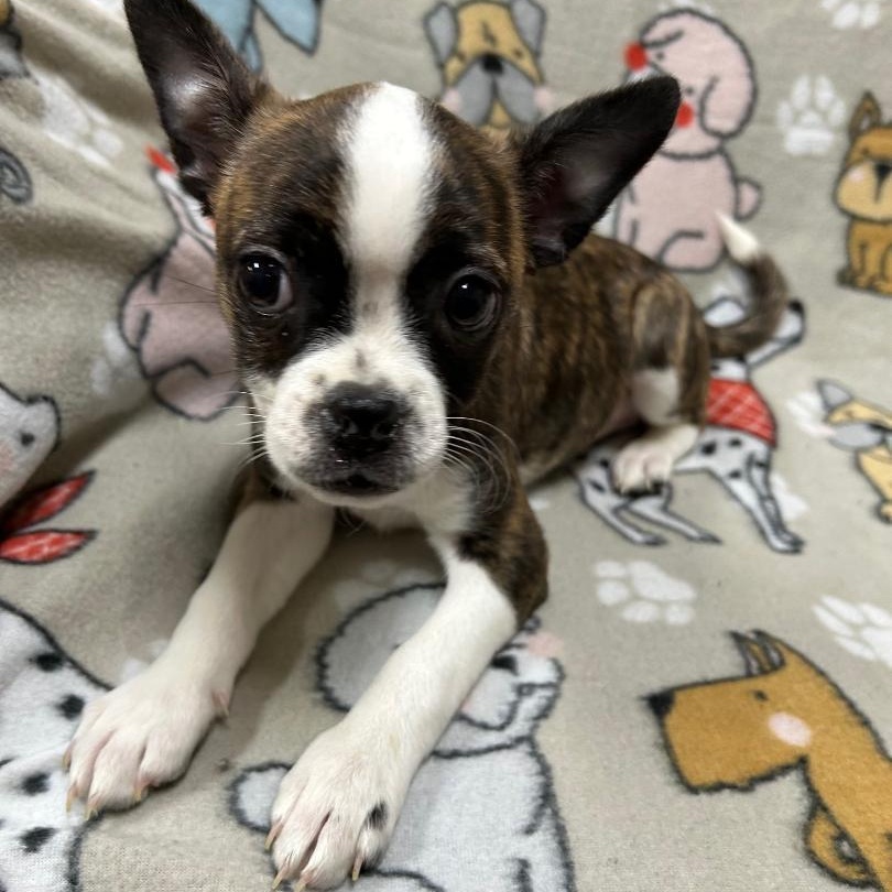 Bailey, Adoptable, Puppy Female Boston Terrier.