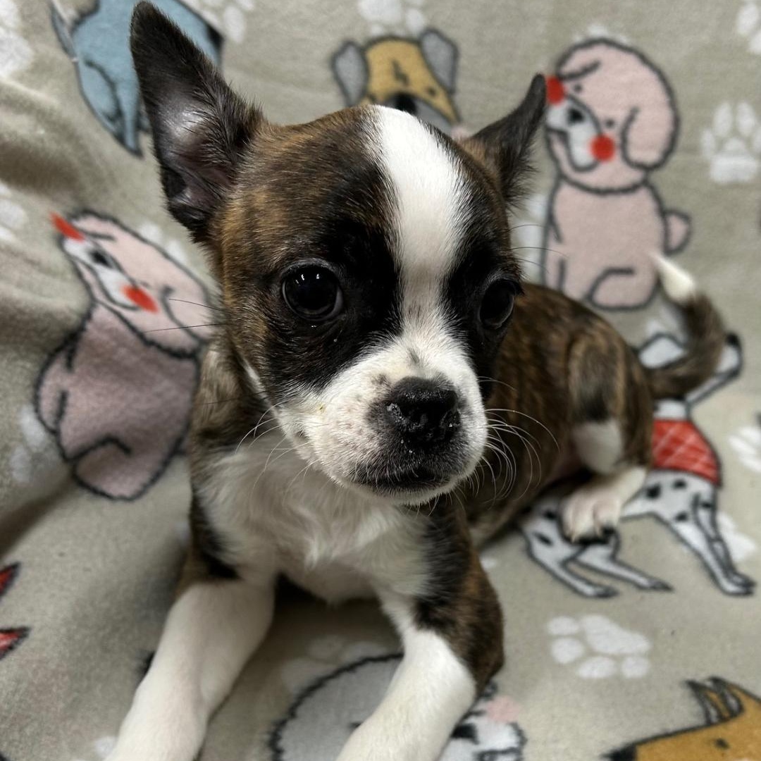 Enlarge Bailey, a Adoptable Boston Terrier in Bartonsville, PA image 4/4