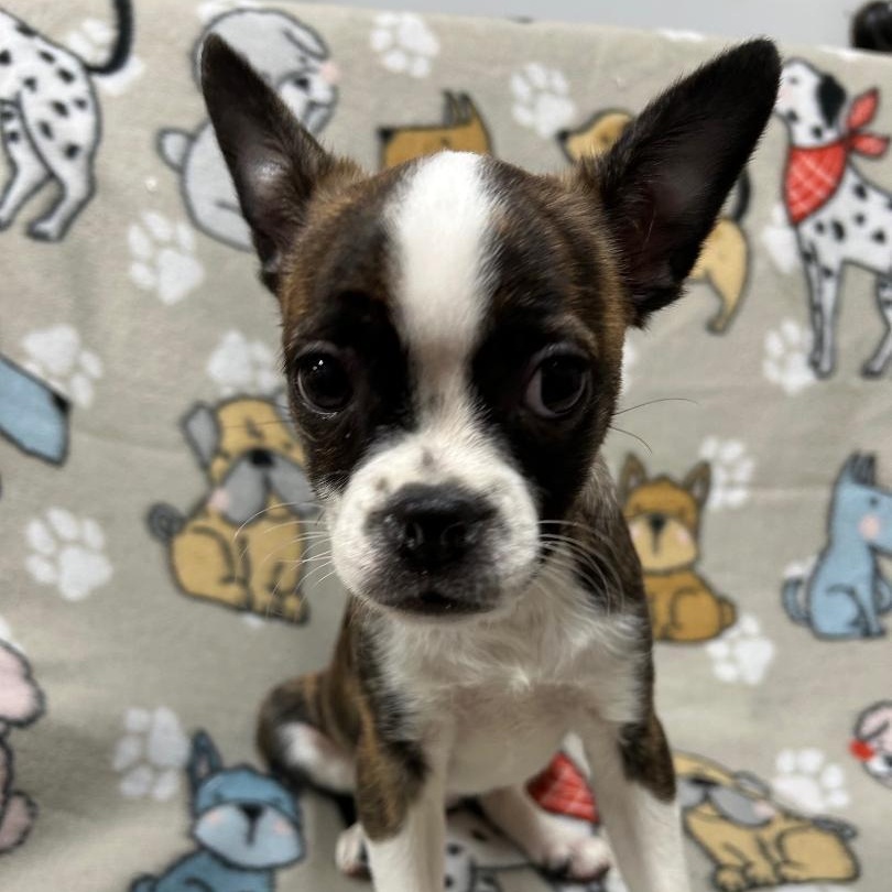 Enlarge Bailey, a Adoptable Boston Terrier in Bartonsville, PA image 3/4