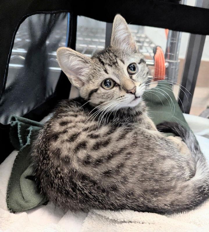 Cabernet, Adopted, Young Female Tabby.