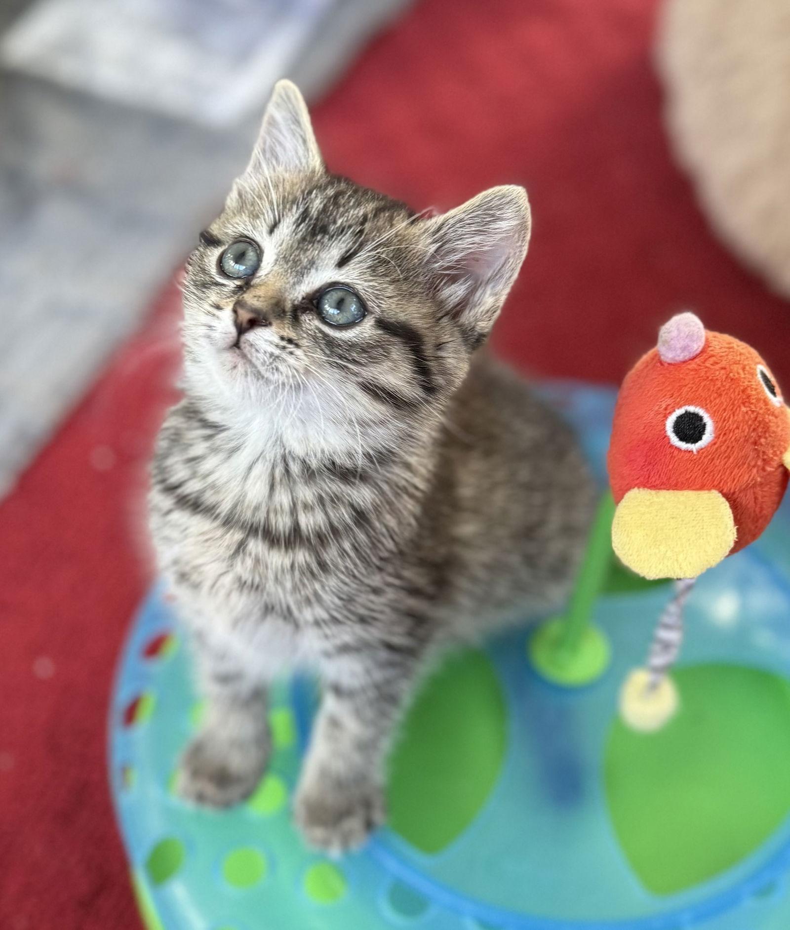 Cabernet, a Adopted Tabby in Ocala, FL image 2/3
