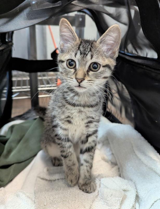 Cabernet, a Adopted Tabby in Ocala, FL image 3/3