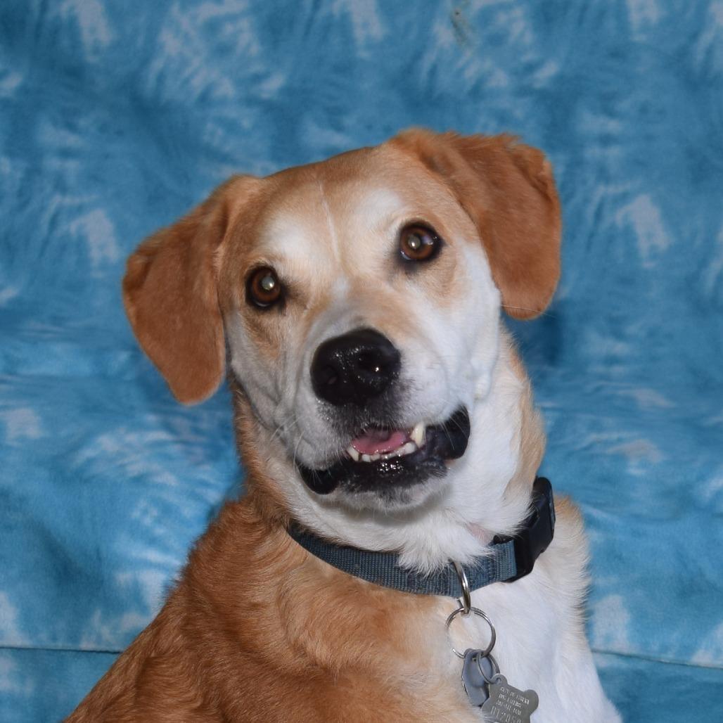 Max, Adoptable, Adult Male Shepherd & Hound.