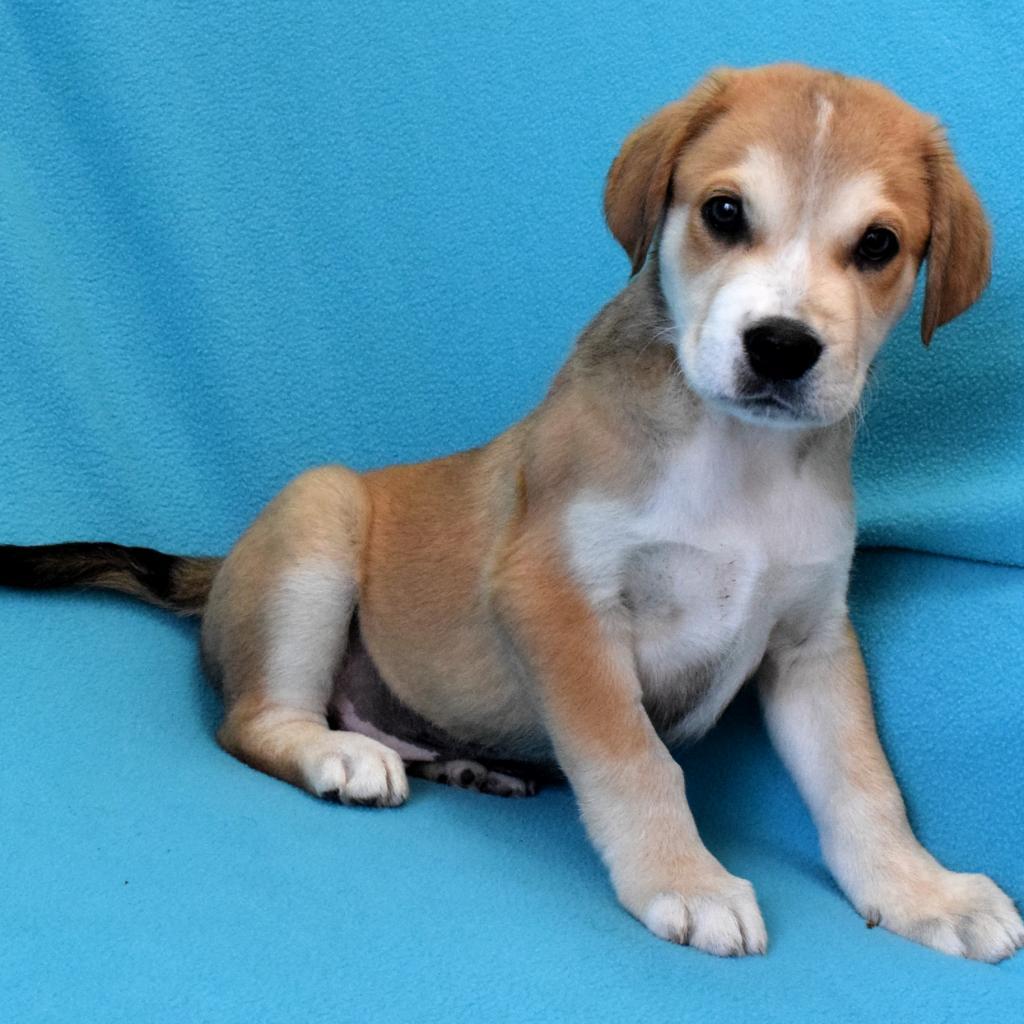 Enlarge Max, a Adoptable mixed breed in Eureka, CA image 2/6
