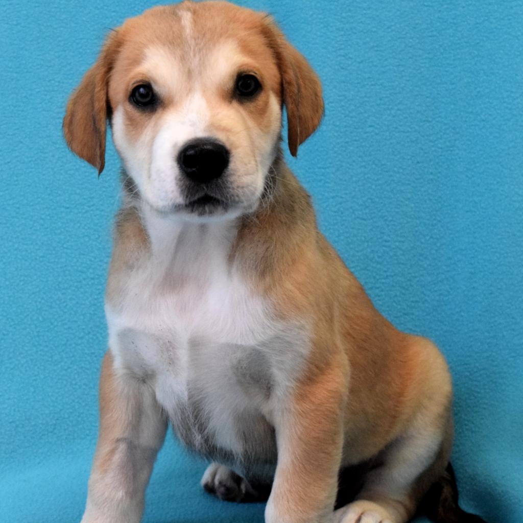 Enlarge Max, a Adoptable mixed breed in Eureka, CA image 3/6