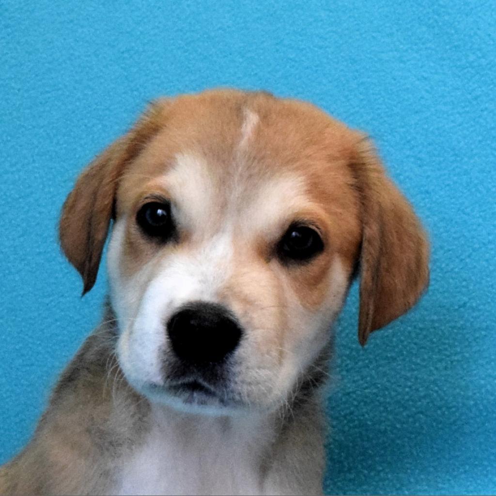 Enlarge Max, a Adoptable mixed breed in Eureka, CA image 4/6