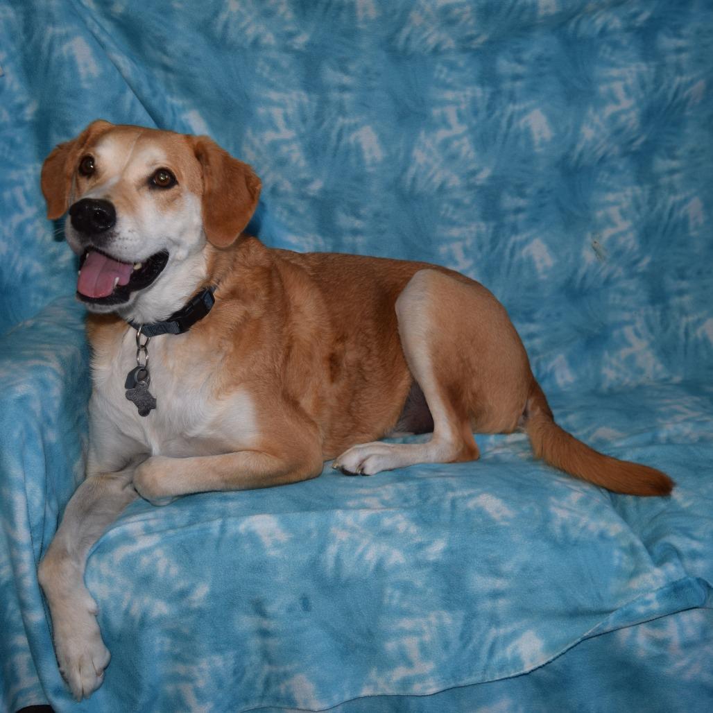 Enlarge Max, a Adoptable mixed breed in Eureka, CA image 5/6