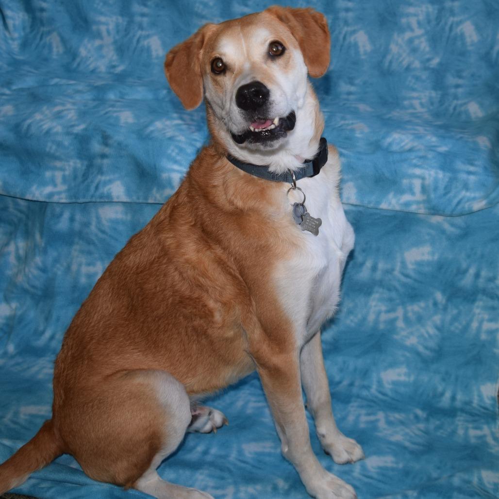 Enlarge Max, a Adoptable mixed breed in Eureka, CA image 6/6