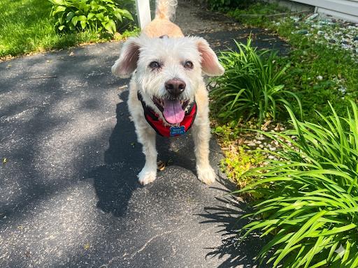 Beau, a Adoptable mixed breed in Toledo, OH image 3/3
