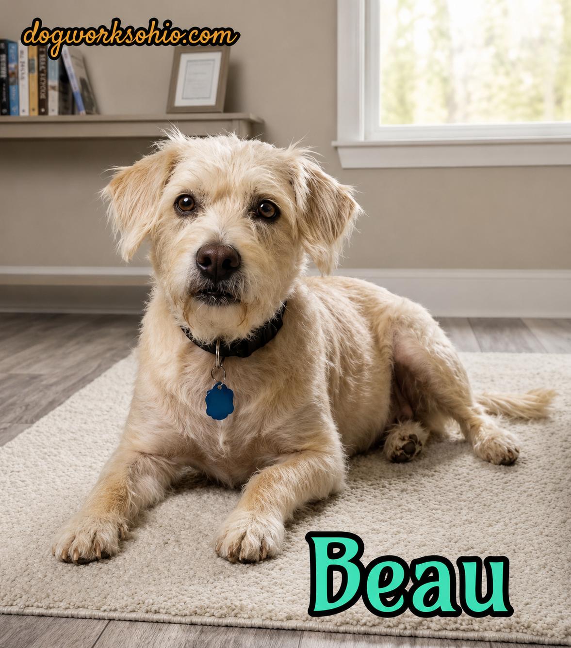 Beau, Adoptable, Senior Male Mixed Breed.