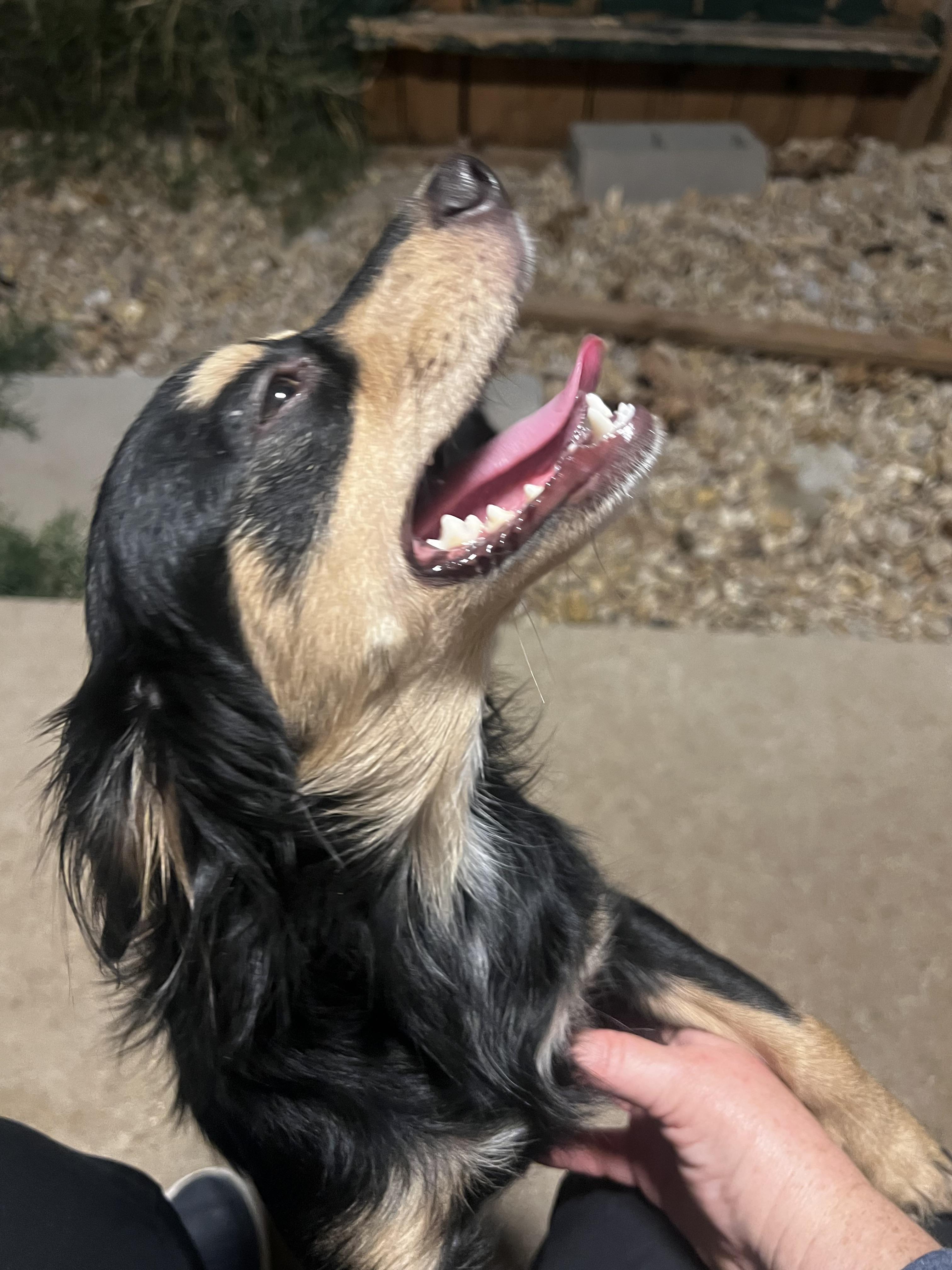 Coco Grace, an adopted mixed breed in Temple, TX image 1/5