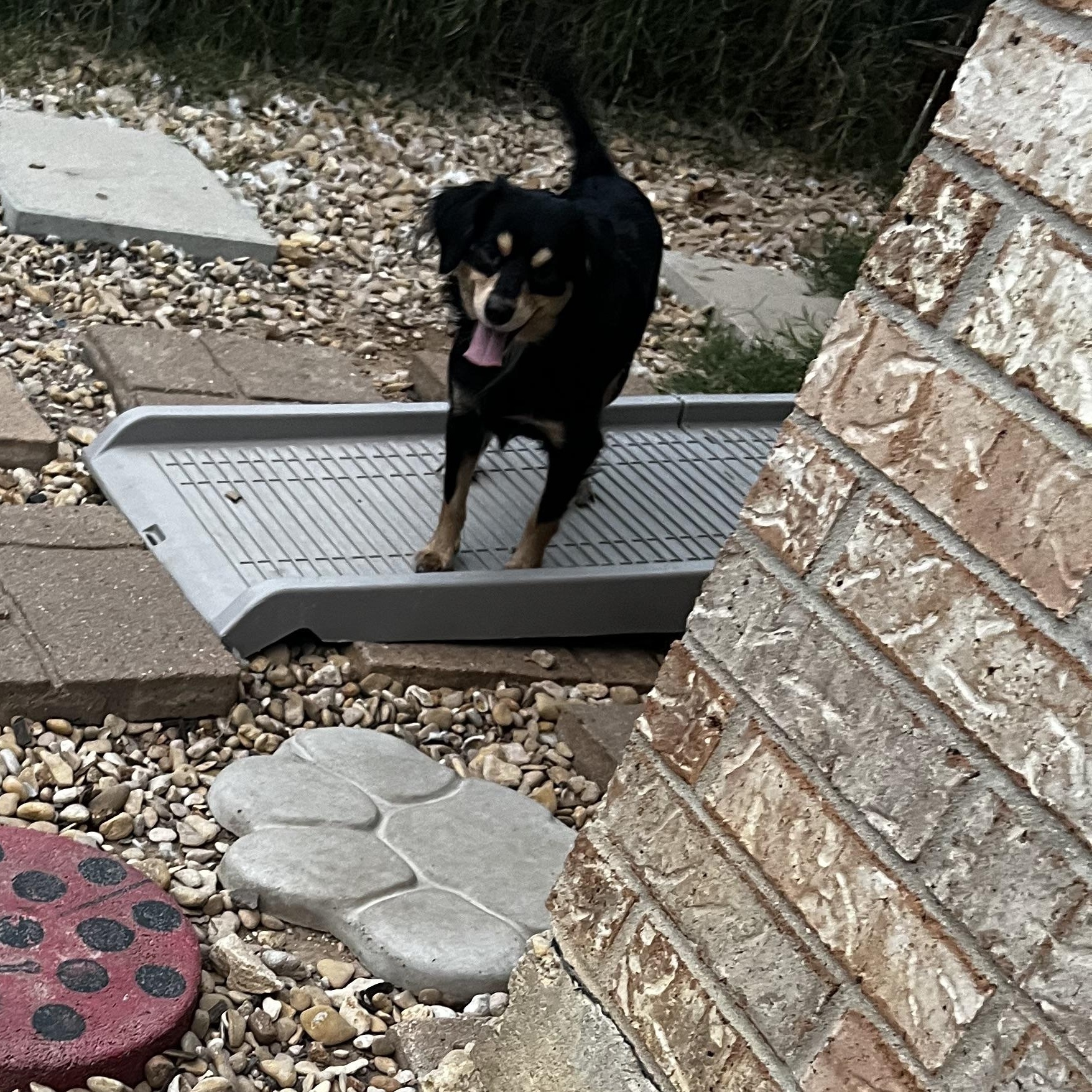 Coco Grace, an adopted mixed breed in Temple, TX image 5/5