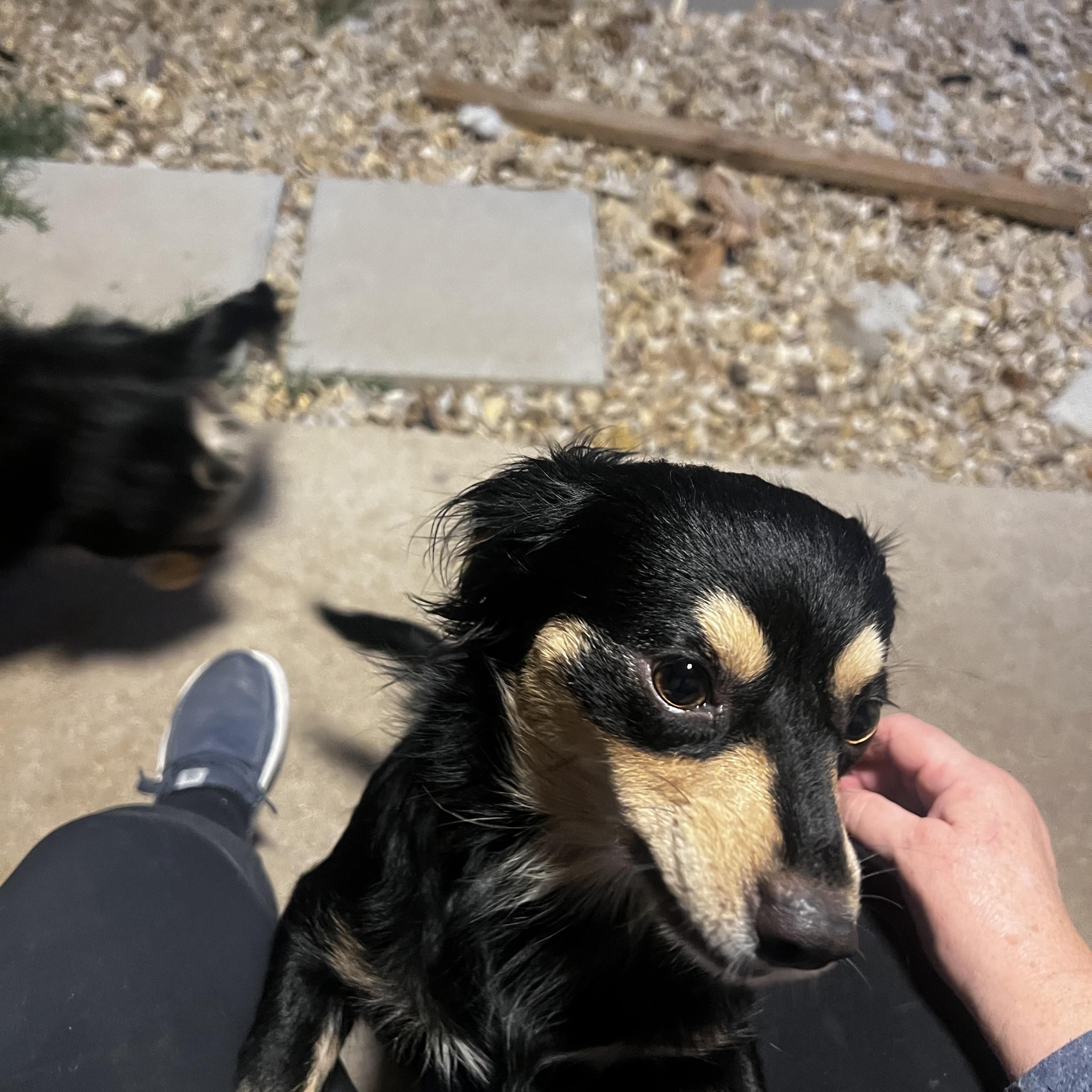 Coco Grace, an adopted mixed breed in Temple, TX image 3/5