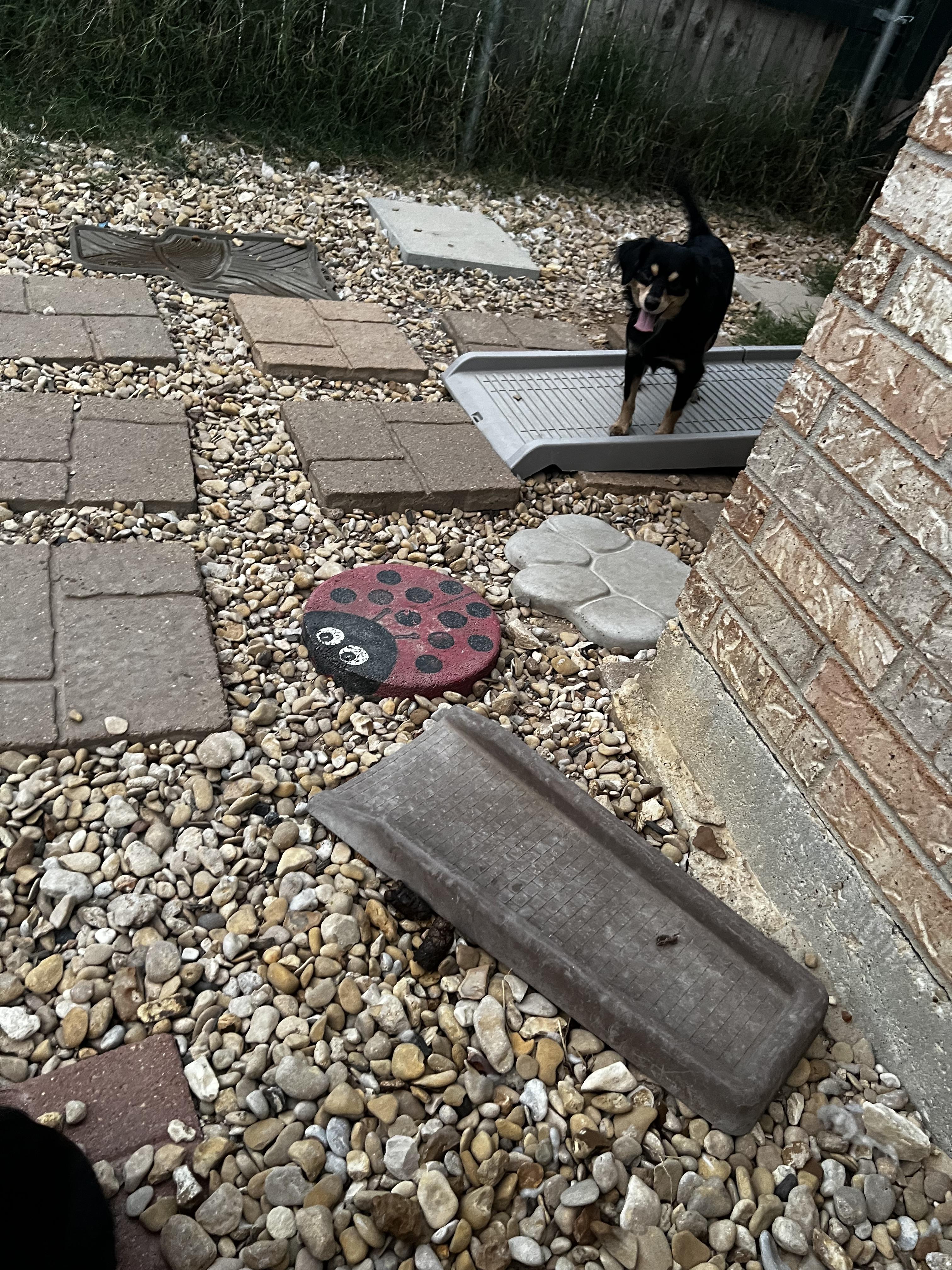 Coco Grace, an adopted mixed breed in Temple, TX image 2/5