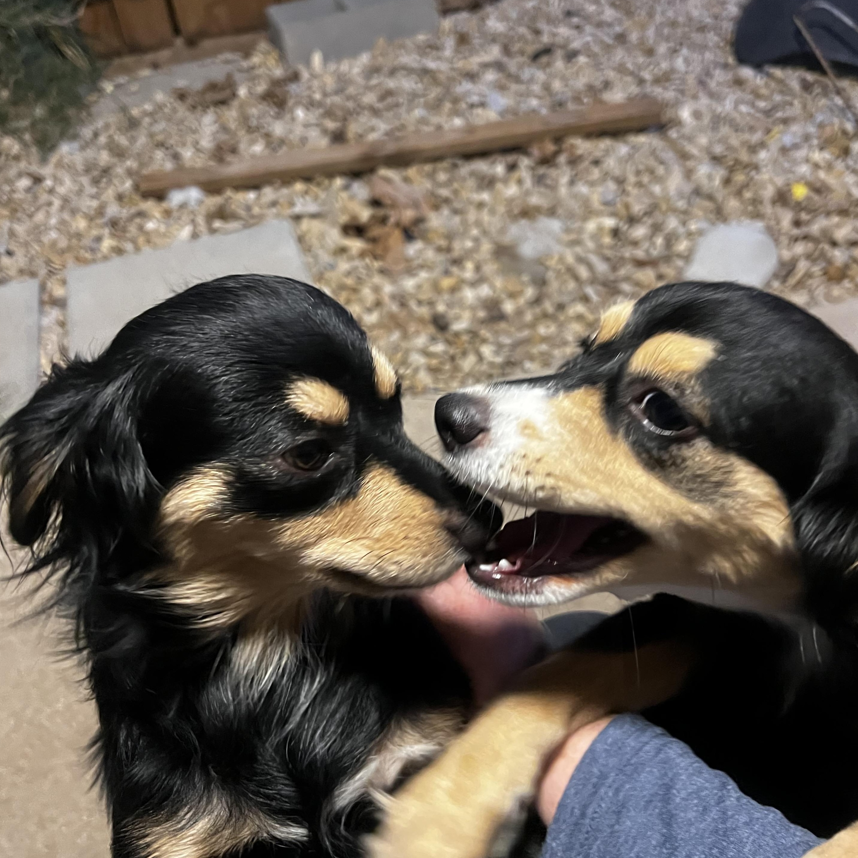 Coco Grace, an adopted mixed breed in Temple, TX image 4/5