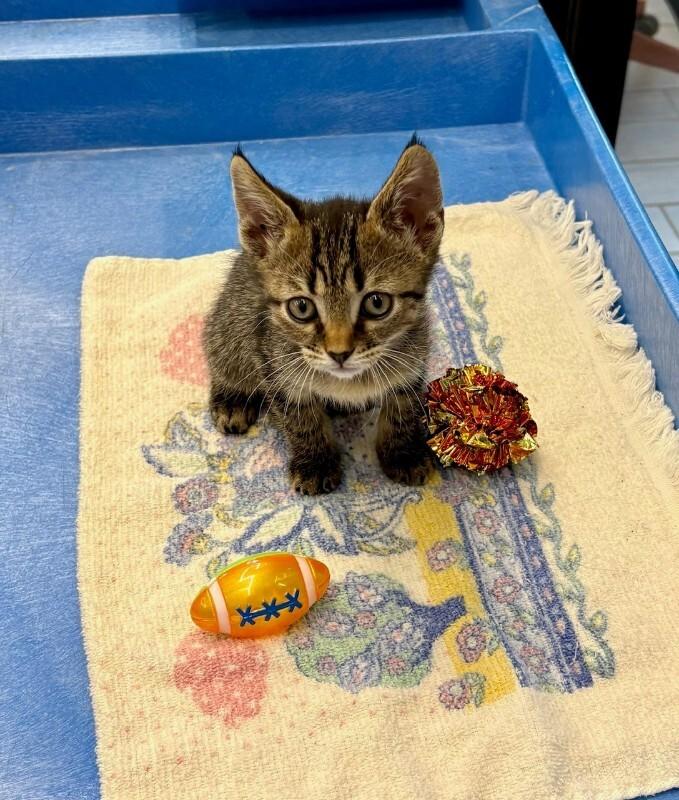 Enlarge Post Malone, a Adoptable Domestic Short Hair in Providence Forge, VA image 2/4