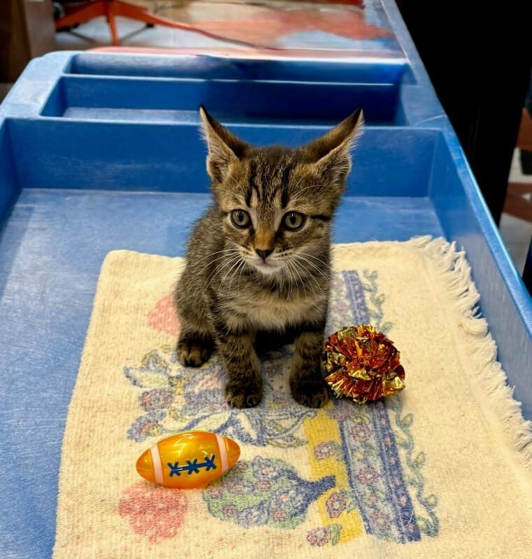Enlarge Post Malone, a Adoptable Domestic Short Hair in Providence Forge, VA image 3/4