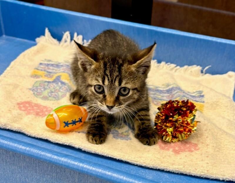 Enlarge Post Malone, a Adoptable Domestic Short Hair in Providence Forge, VA image 4/4