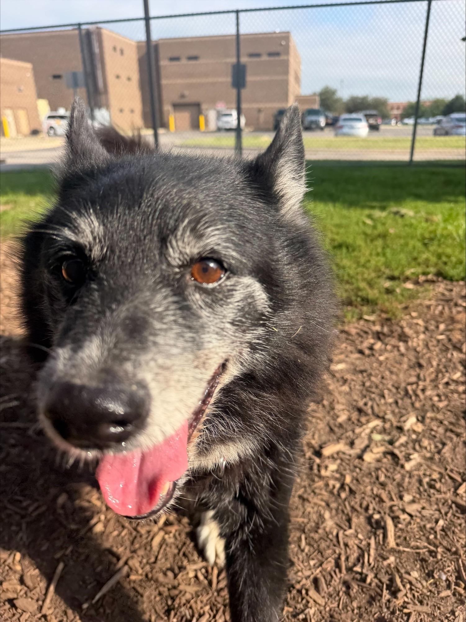 Enlarge Dakota, a Adoptable mixed breed in Yorkville, IL image 2/3