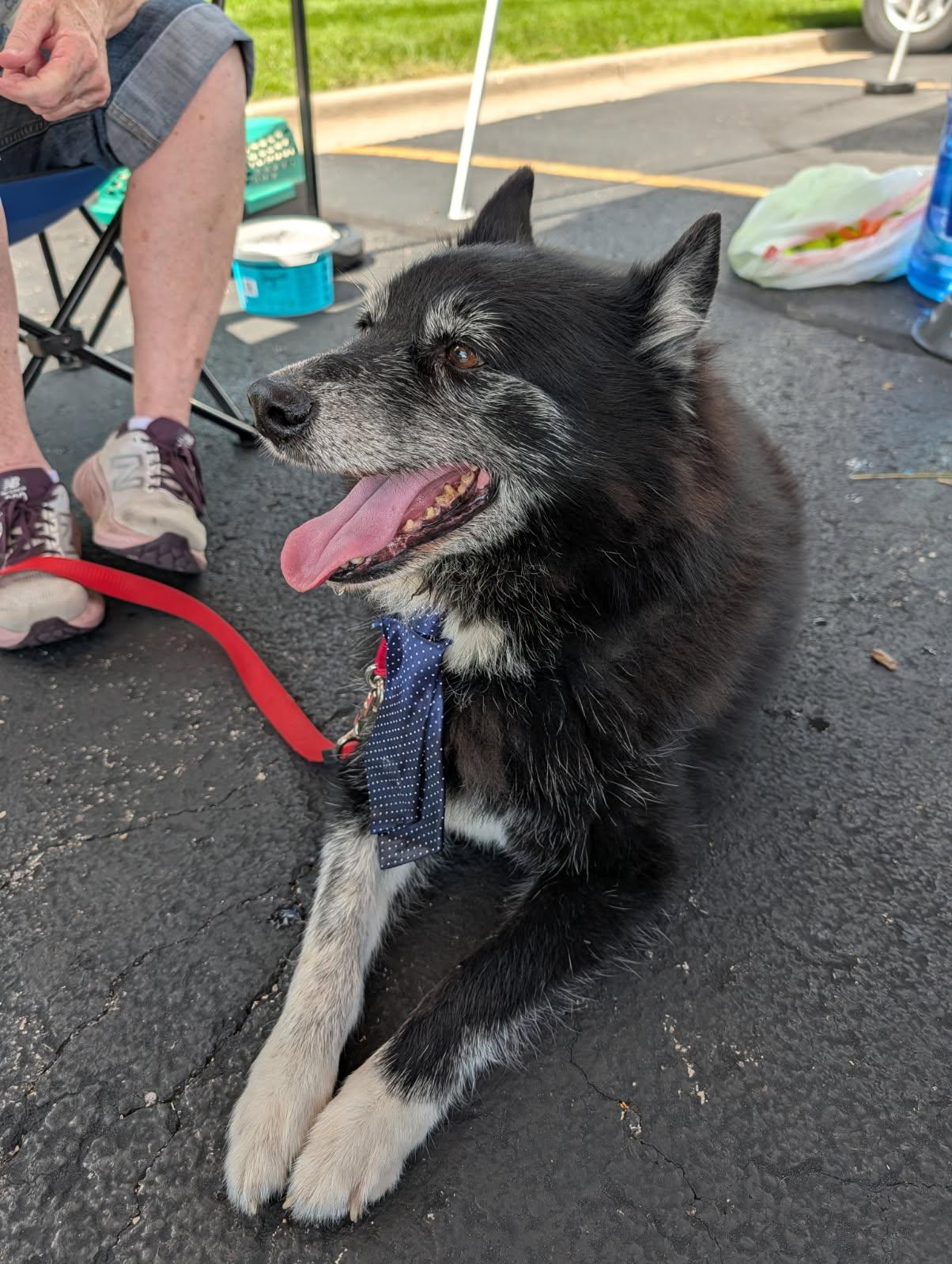 Enlarge Dakota, a Adoptable mixed breed in Yorkville, IL image 3/3
