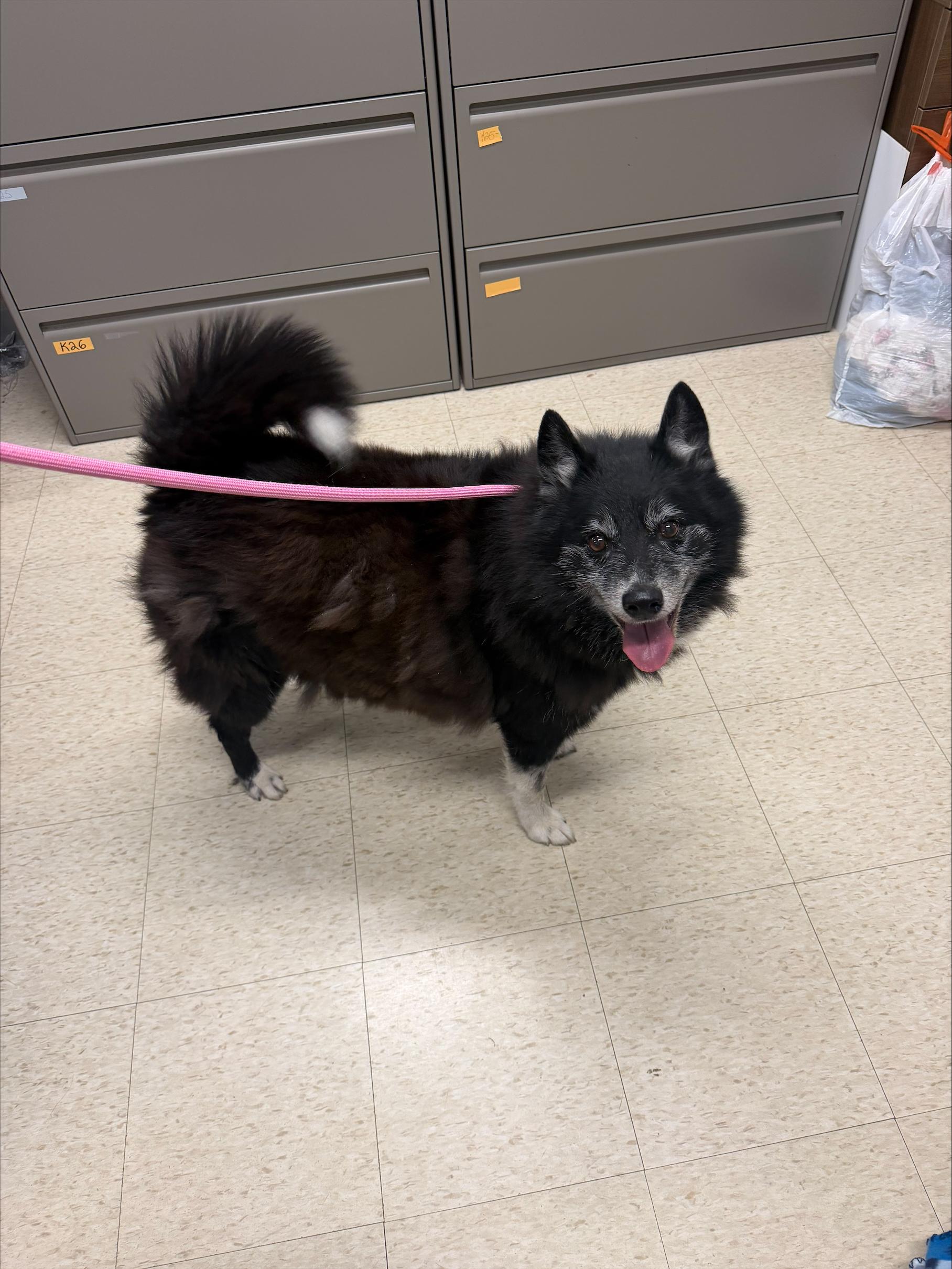 Enlarge Dakota, a Adoptable mixed breed in Yorkville, IL image 1/3