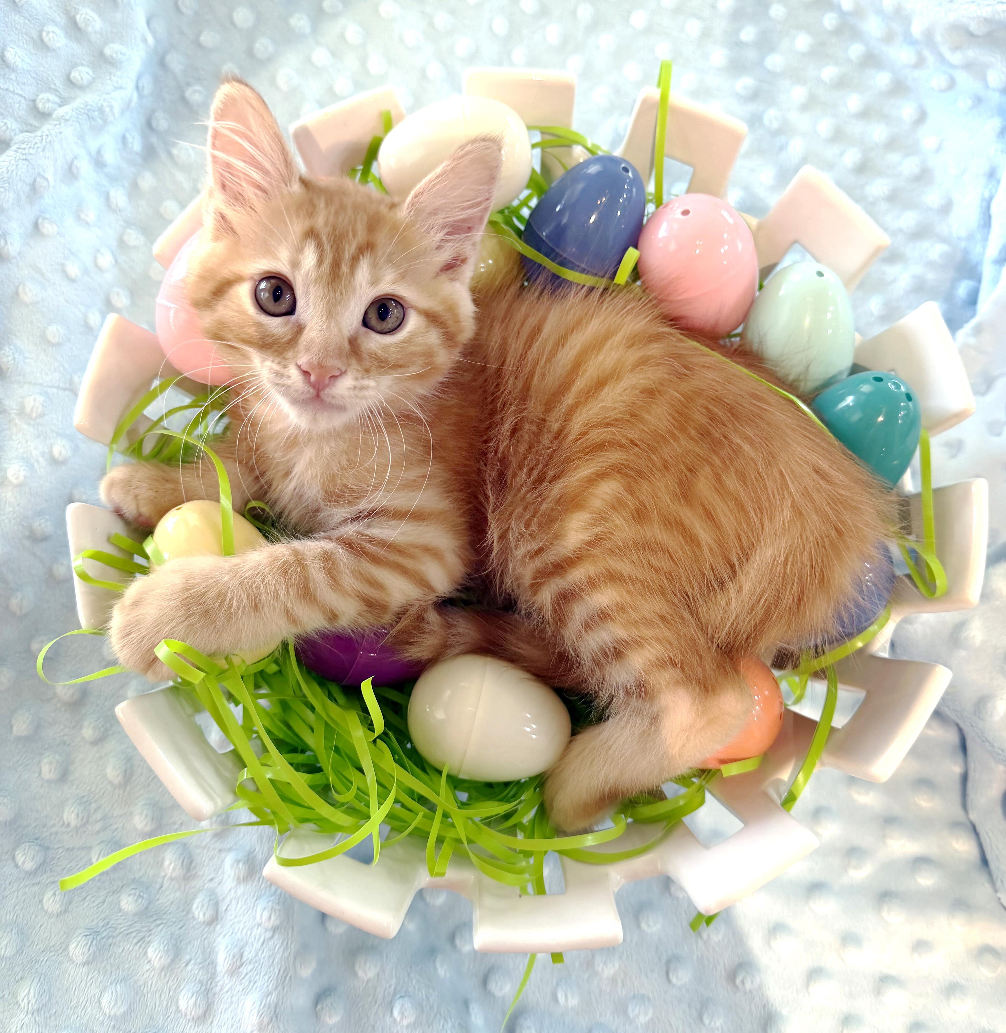 Dumpling, adopted, Kitten Male Domestic Short Hair & Tiger.