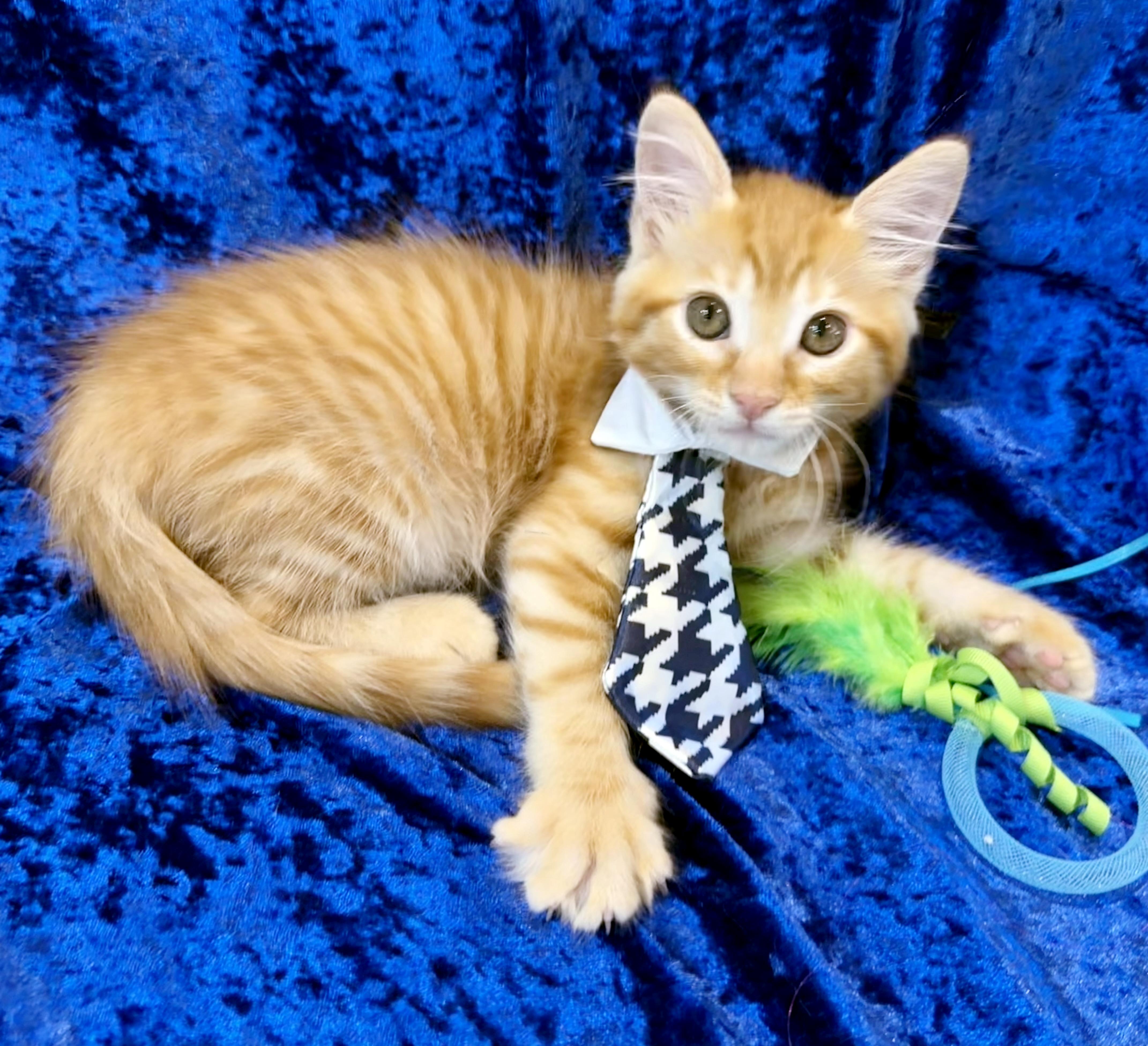 Dumpling, an adopted mixed breed in Lake Monroe, FL image 5/5