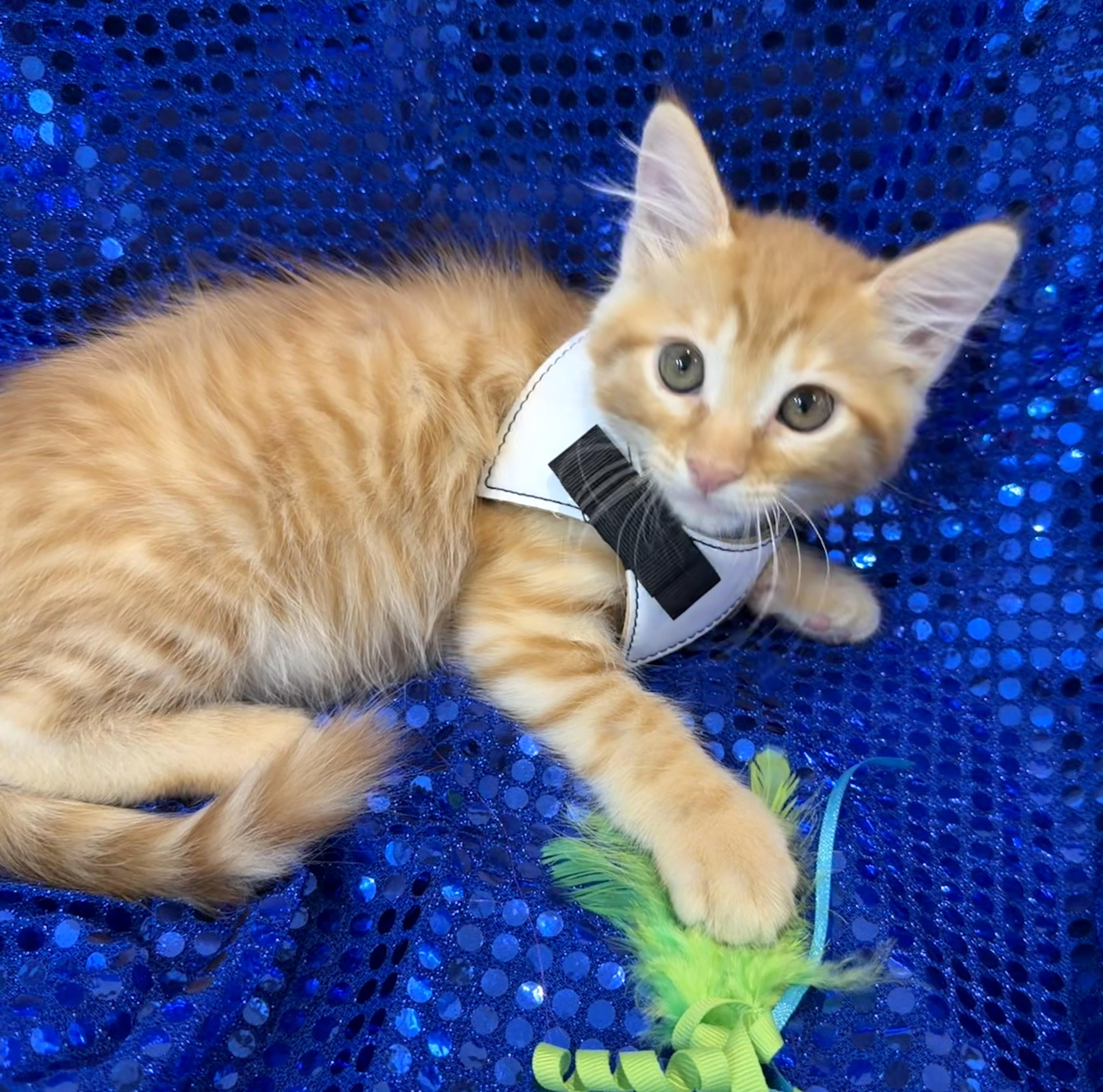 Dumpling, an adopted mixed breed in Lake Monroe, FL image 3/5