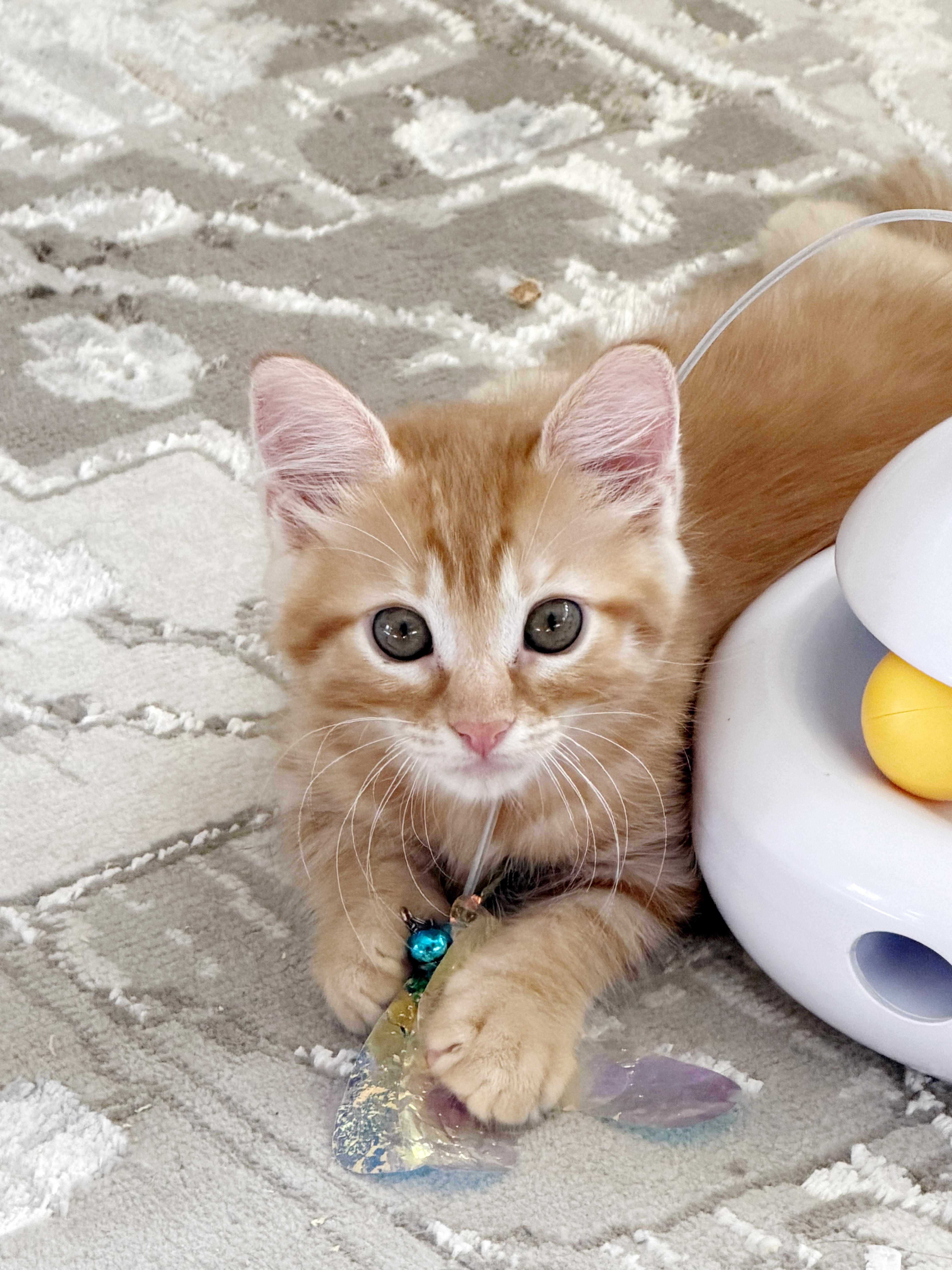 Dumpling, an adopted mixed breed in Lake Monroe, FL image 2/5