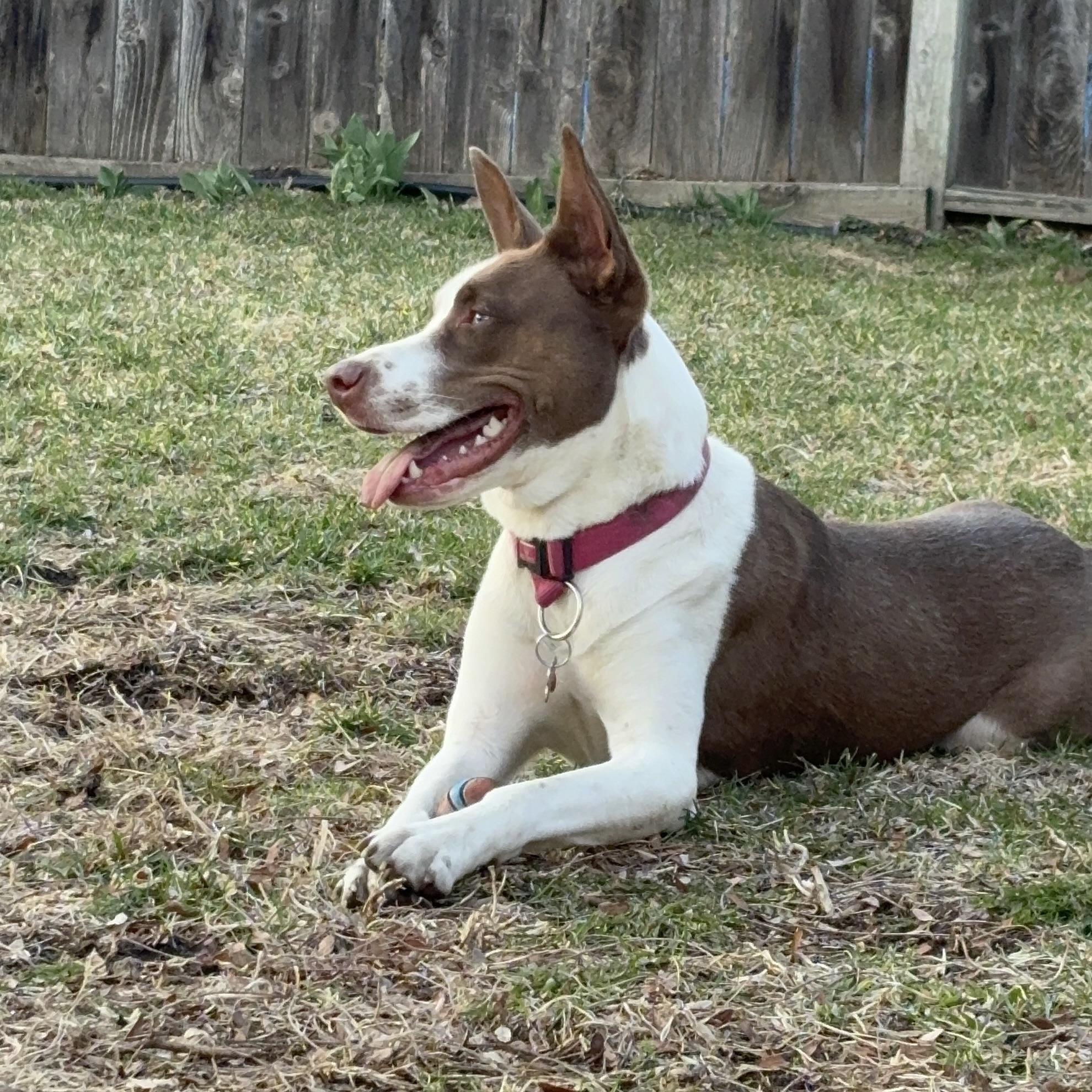 Charlie, a Adoptable mixed breed in Prior Lake, MN image 6/6