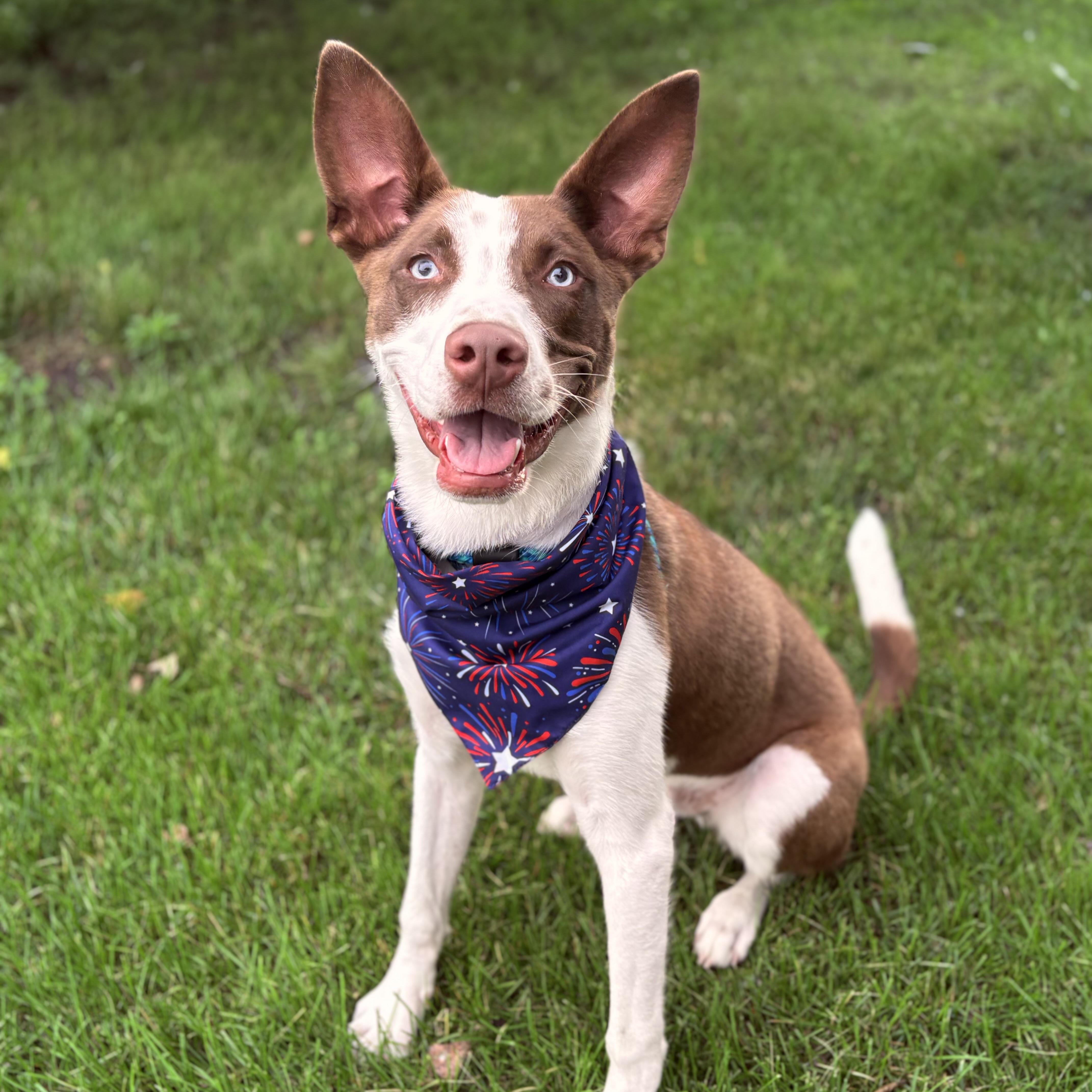 Charlie, a Adoptable mixed breed in Prior Lake, MN image 1/6