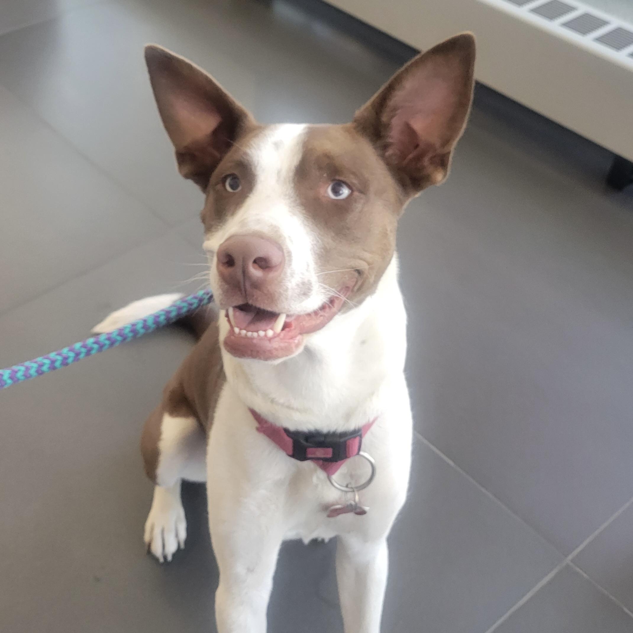 Charlie, a Adoptable mixed breed in Prior Lake, MN image 1/6
