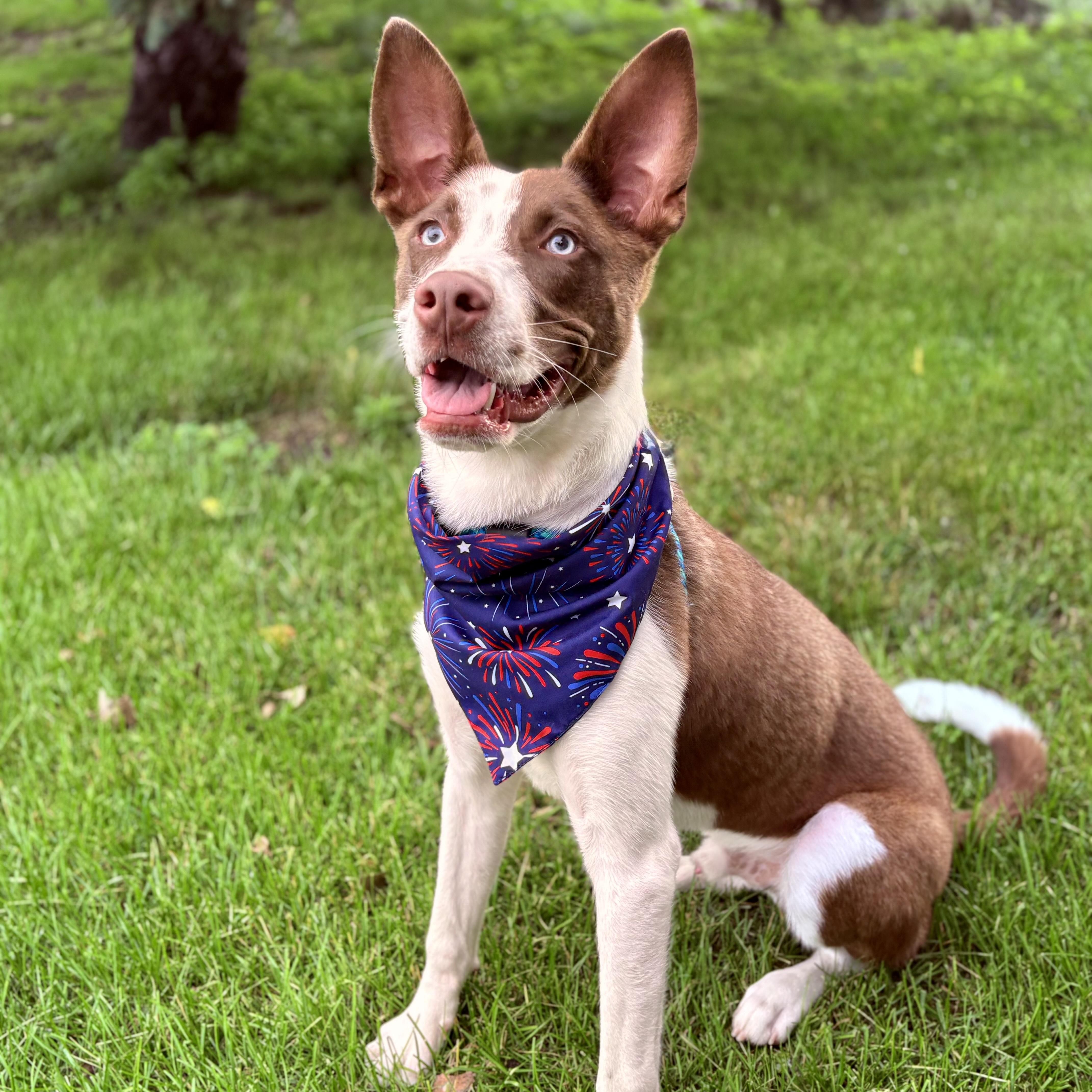 Charlie, a Adoptable mixed breed in Prior Lake, MN image 6/6