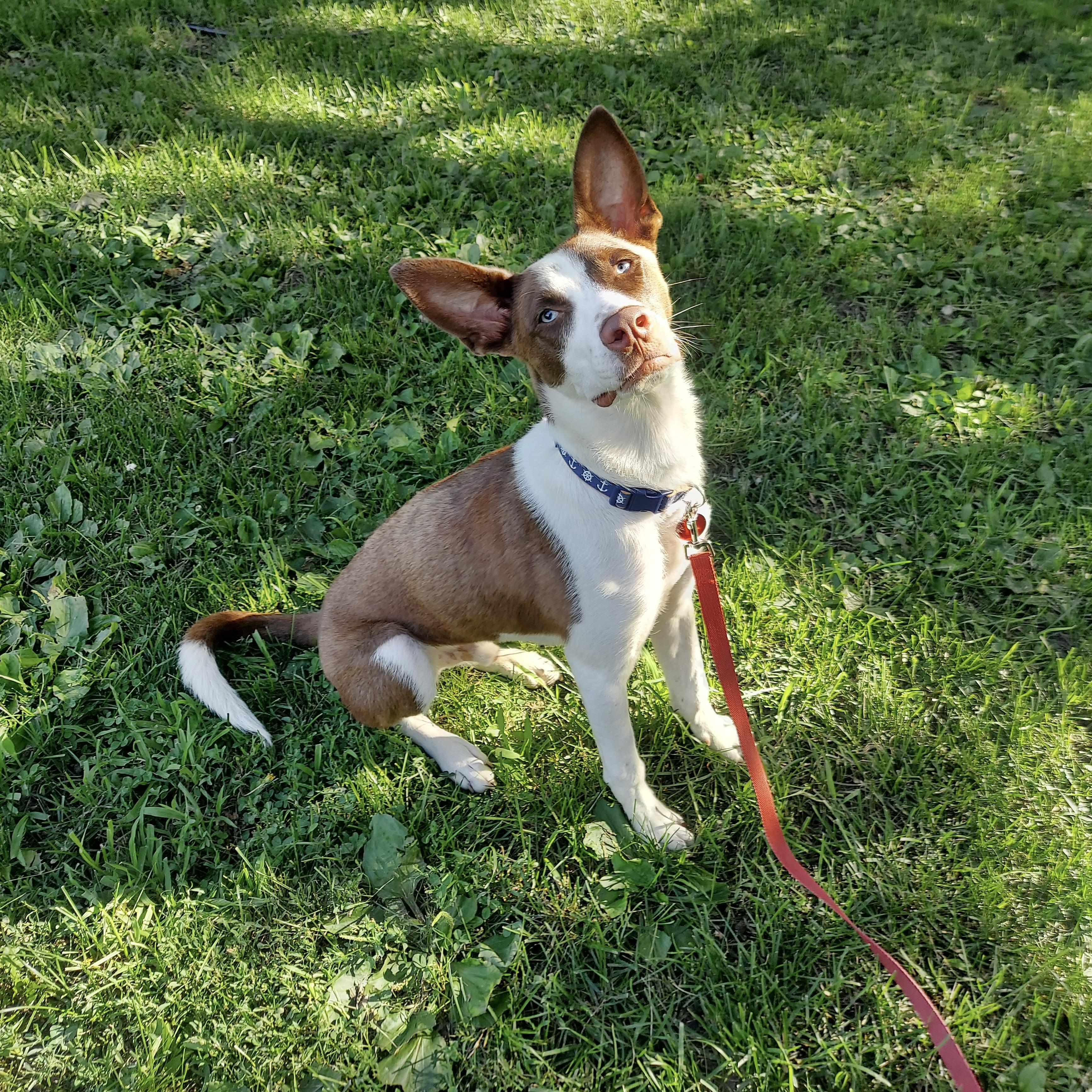 Charlie, a Adoptable mixed breed in Prior Lake, MN image 3/6
