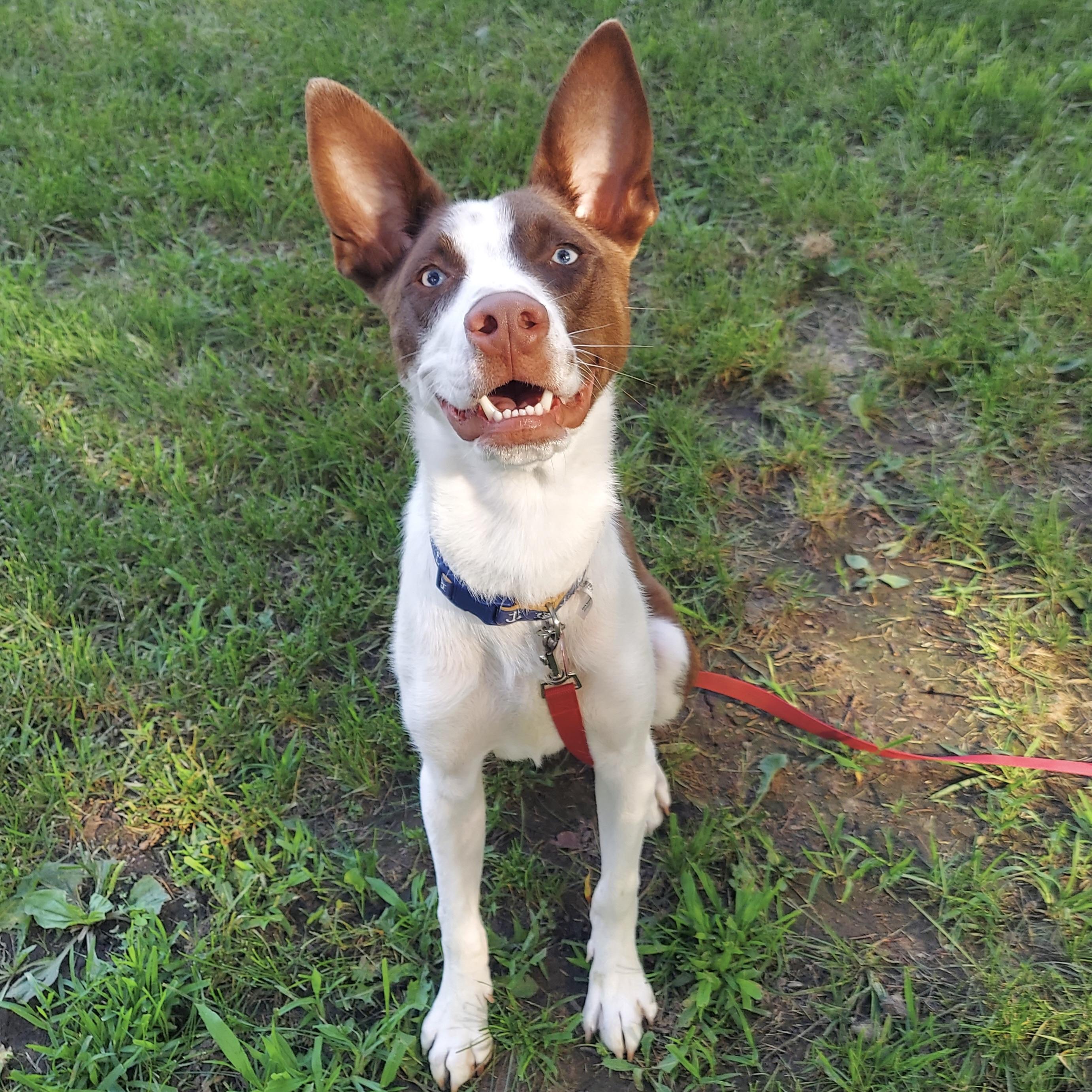 Charlie, a Adoptable mixed breed in Prior Lake, MN image 2/6