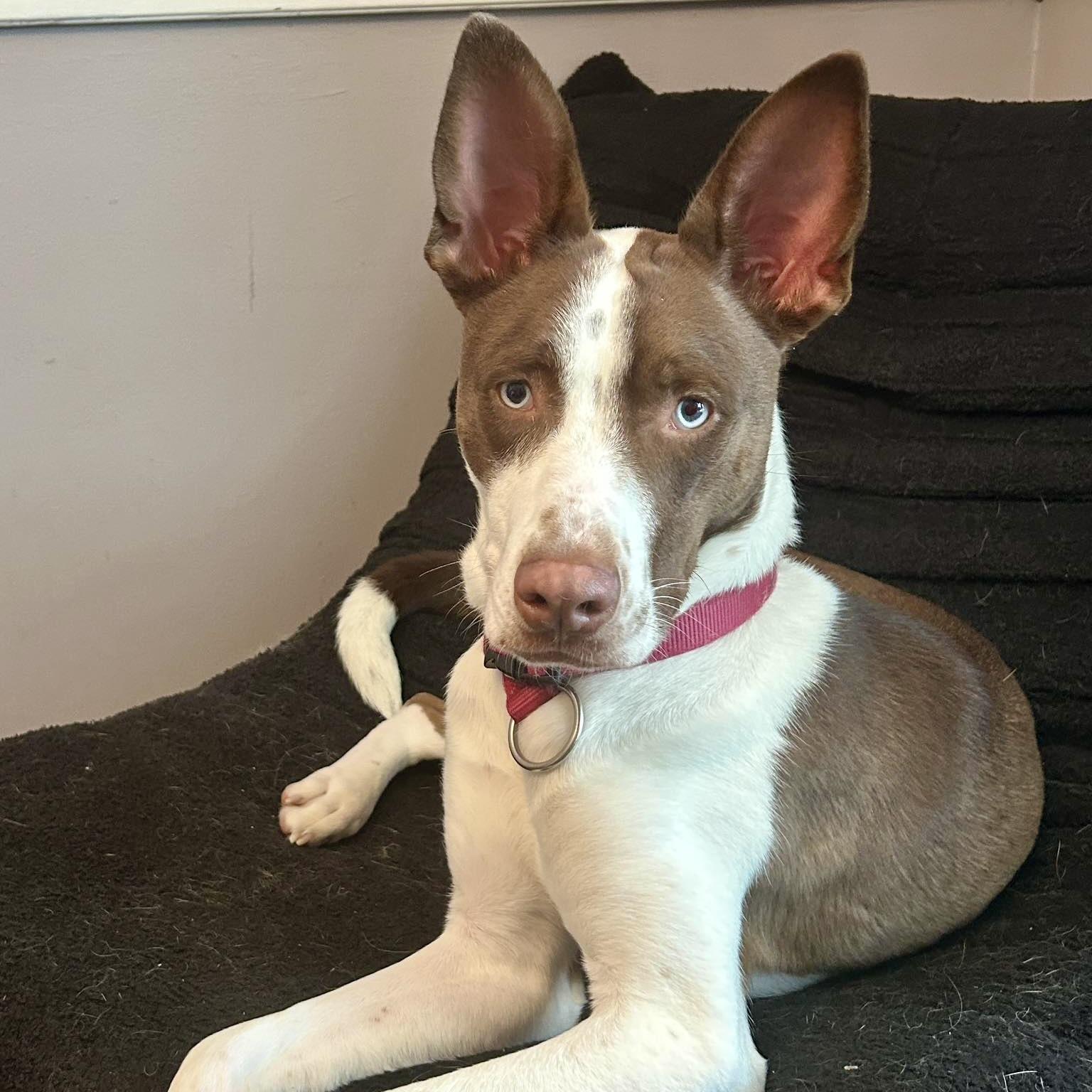 Enlarge Charlie, a Adoptable mixed breed in Prior Lake, MN image 2/6