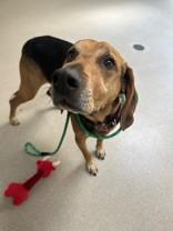 Enlarge Cletus, a ADOPTABLE Mixed Breed in Manitowoc, WI image 1/1