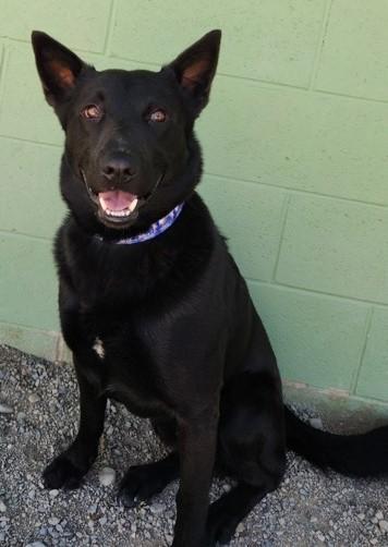 Enlarge Teddy, a Adoptable mixed breed in Butte, MT image 1/1