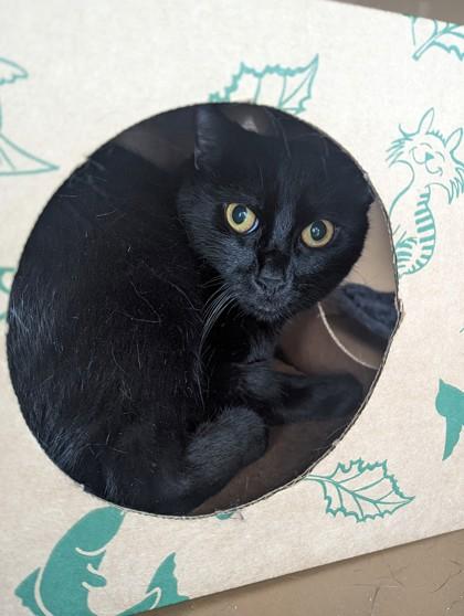 Moose, Adoptable, Adult Male Domestic Short Hair & Domestic Short Hair.