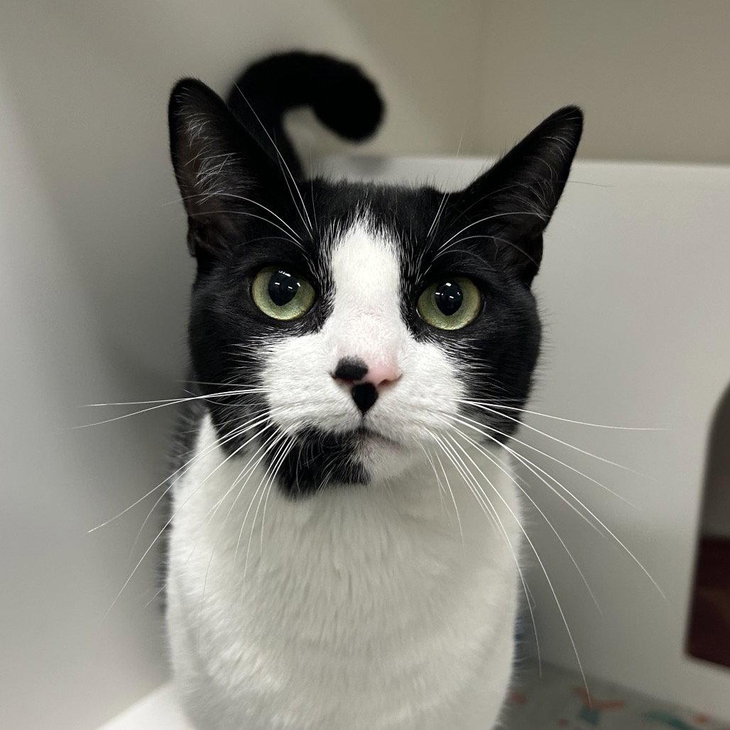 Felicity, Adopted, Adult Female Domestic Short Hair.