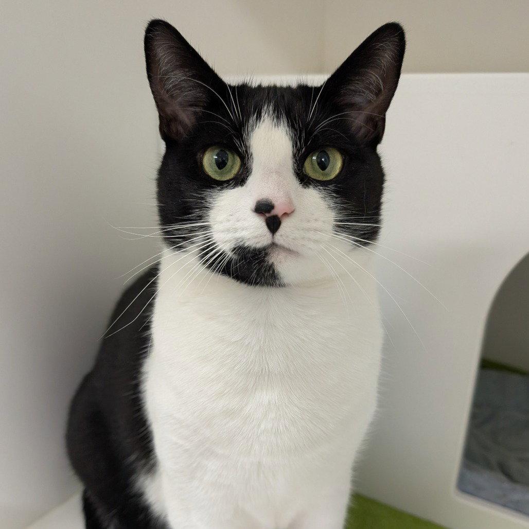 Felicity, a Adopted Domestic Short Hair in New Castle, DE image 2/2