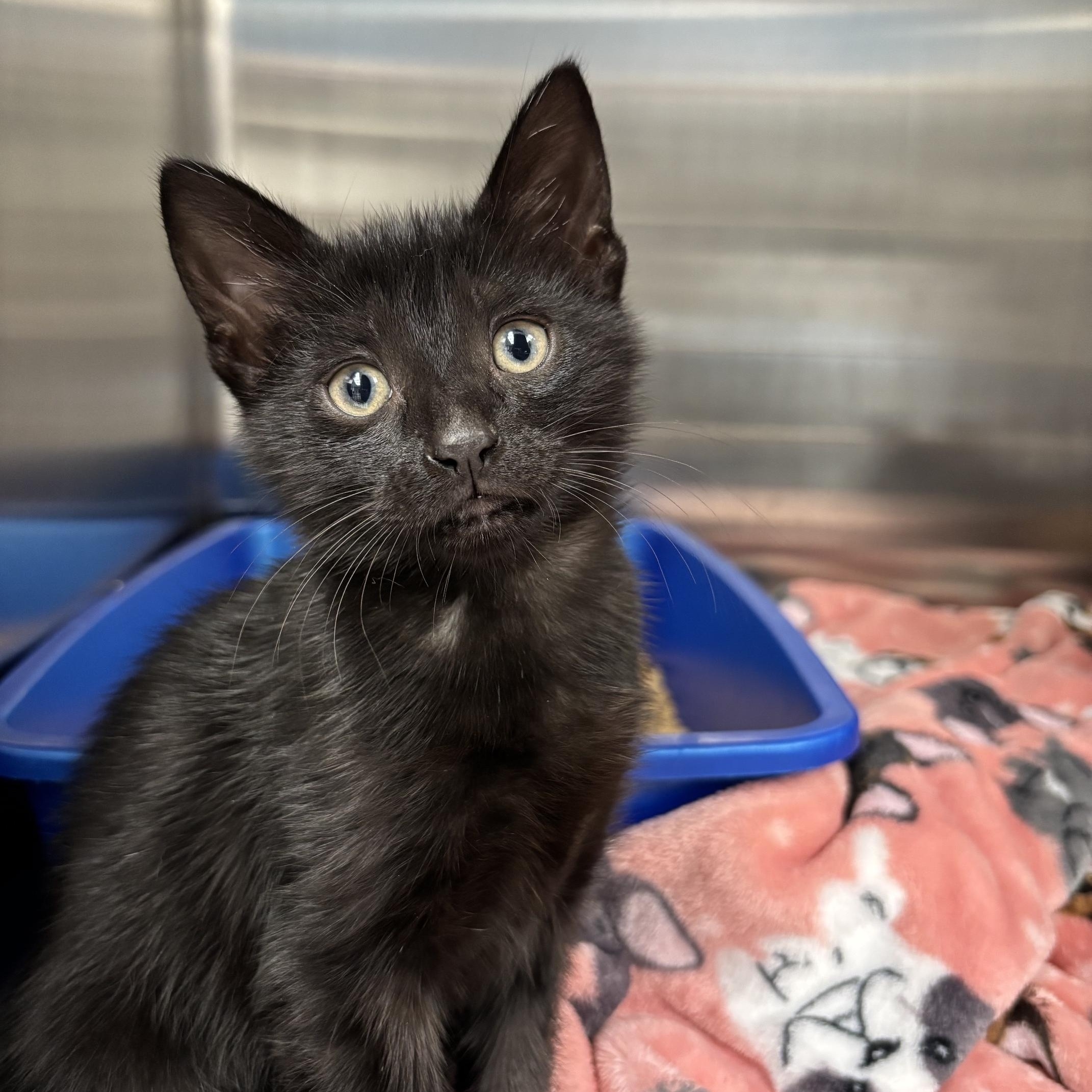 Trinity, Adoptable, Kitten Female Domestic Short Hair.