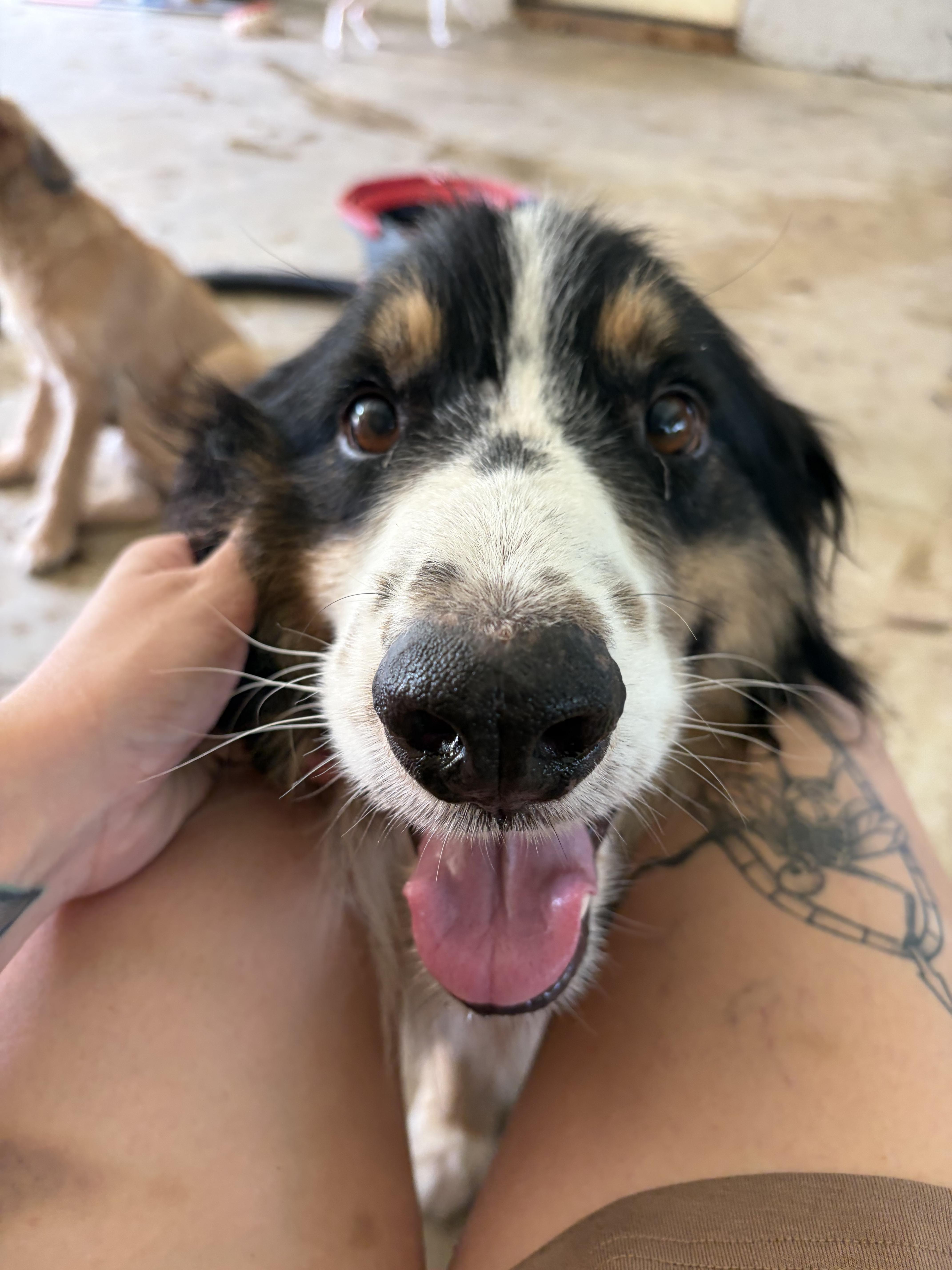 Scout, a Adoptable Australian Shepherd in Covington, LA image 2/3